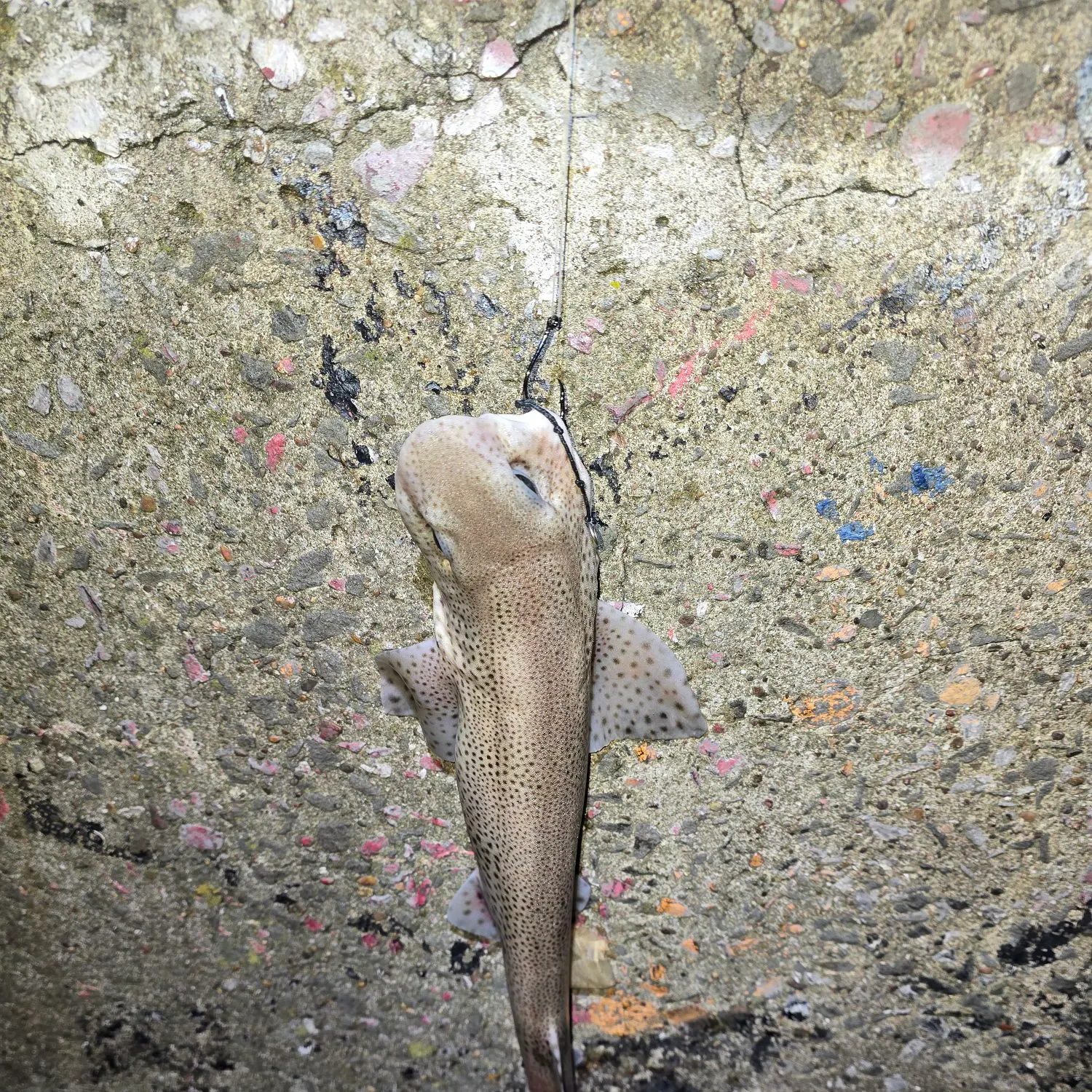 The most recent Lesser spotted dogfish catches on Fishbrain