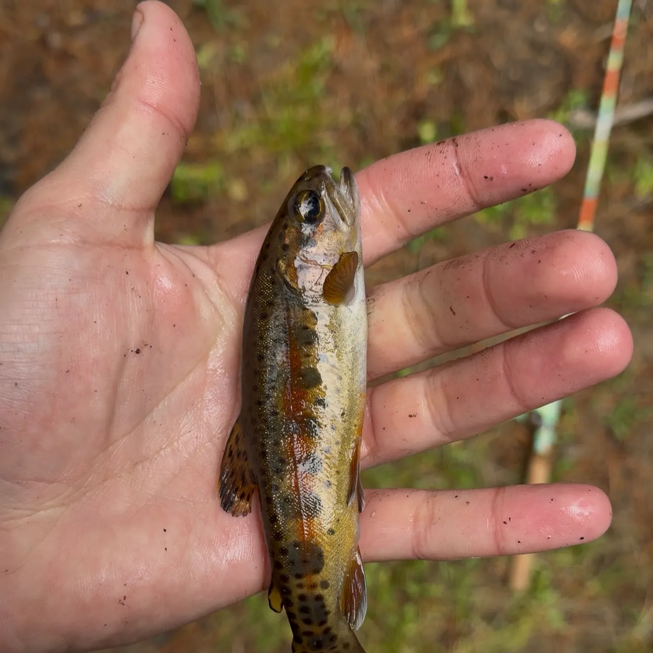 The most recent Kern River Rainbow Trout catches on Fishbrain