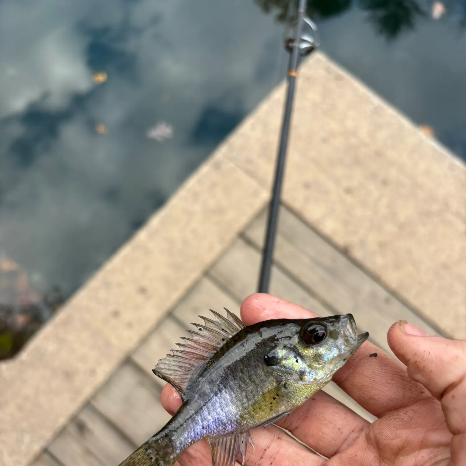 The most recent Rock bass catches on Fishbrain
