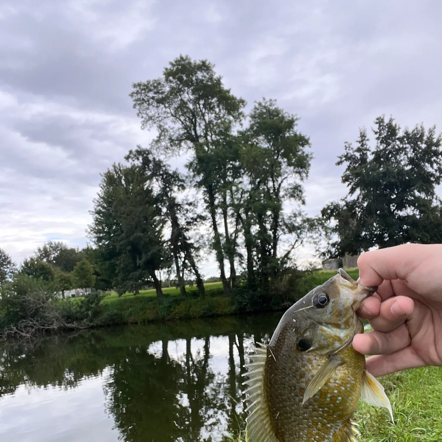 Greengill hybrid caught on Fishbrain