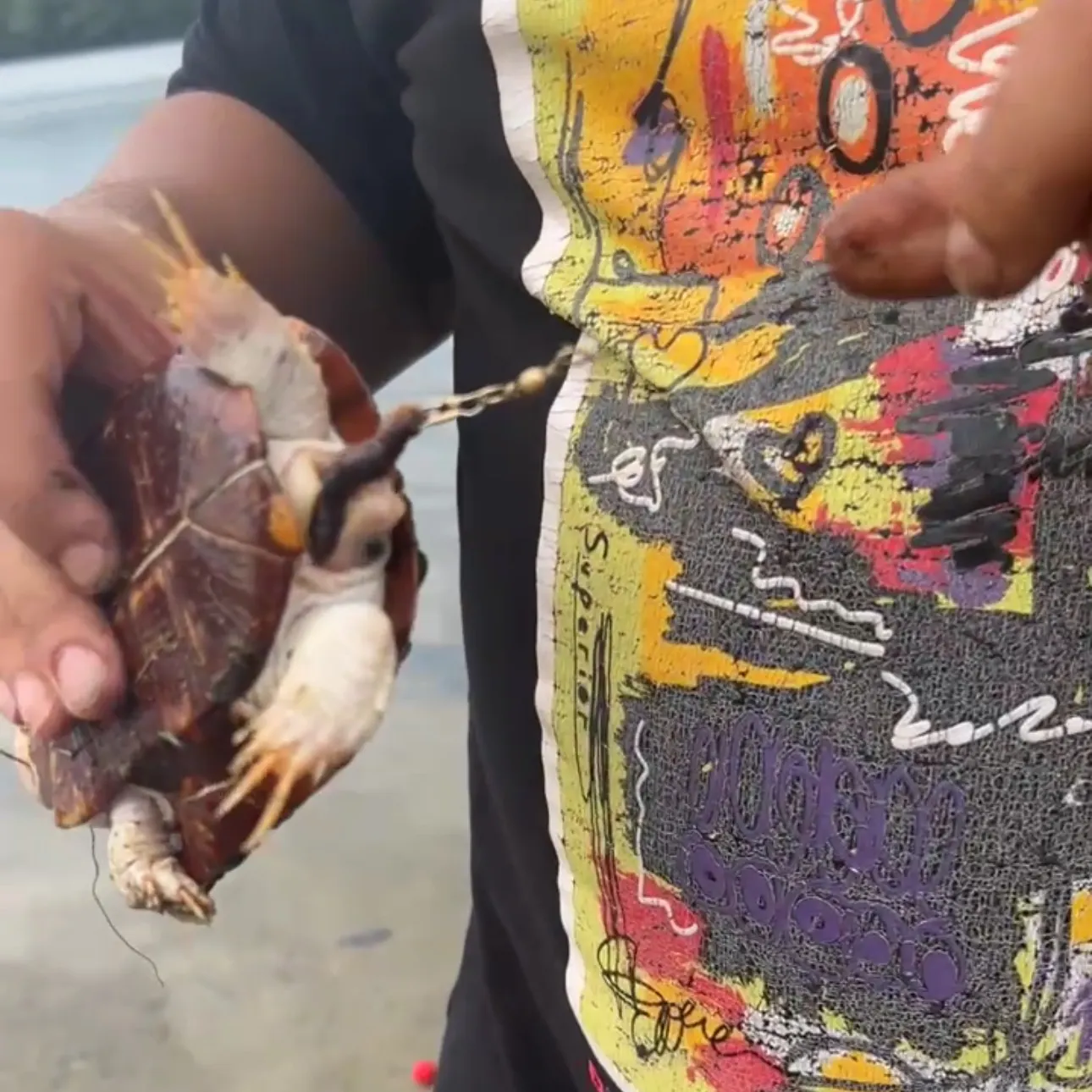 The most recent Painted turtle catches on Fishbrain