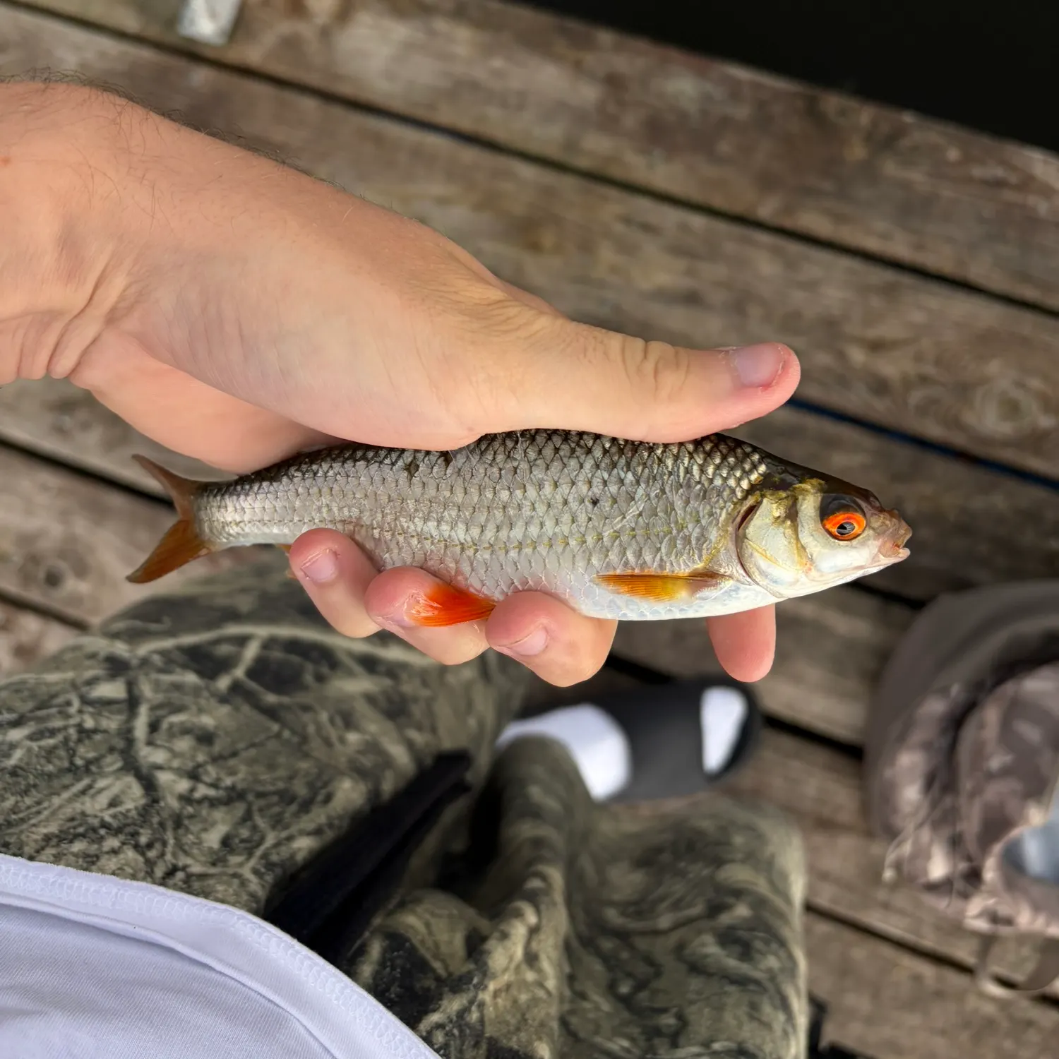 Common roach caught on Fishbrain