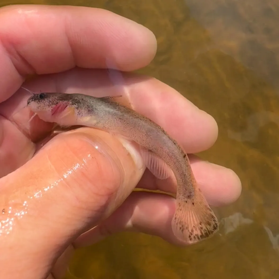 The most recent Slender madtom catches on Fishbrain
