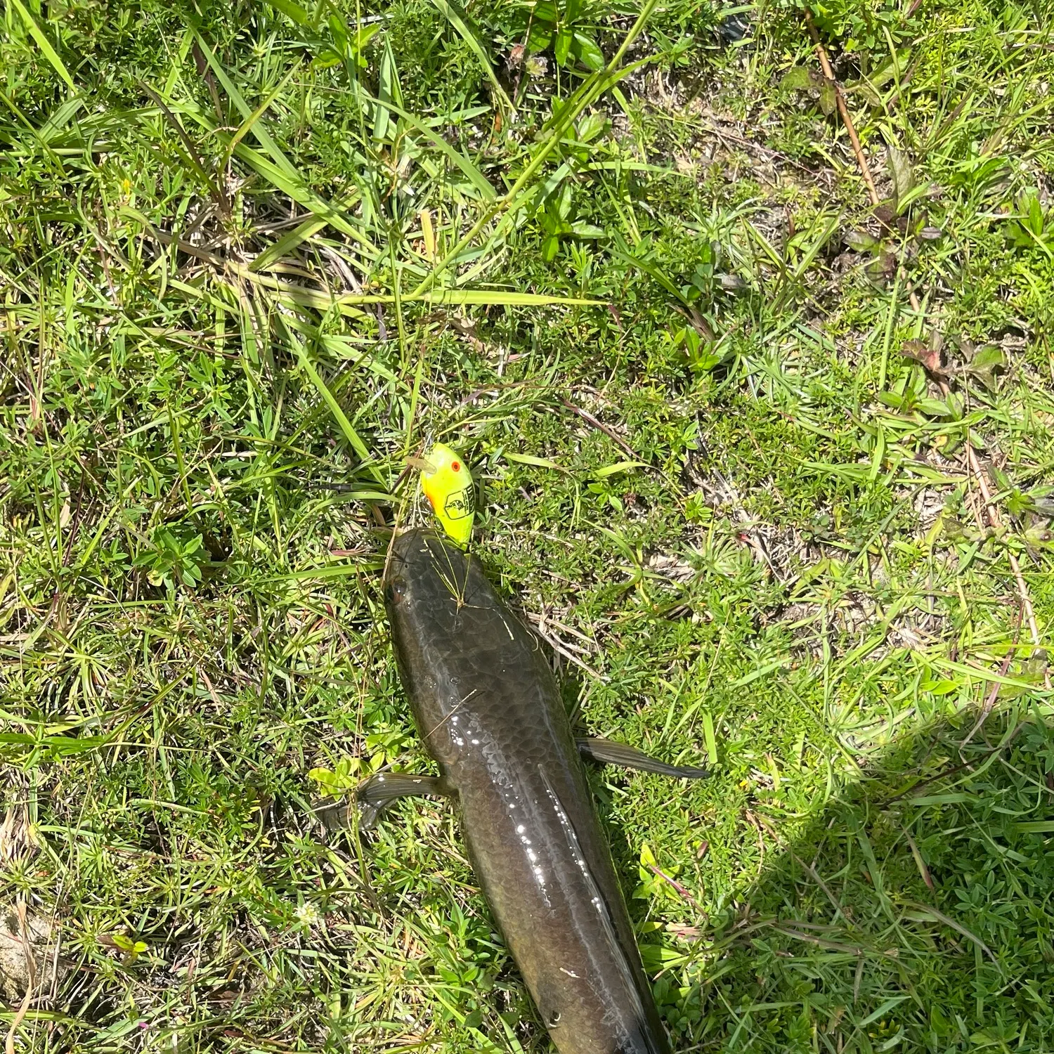 The most recent Goldline snakehead catches on Fishbrain