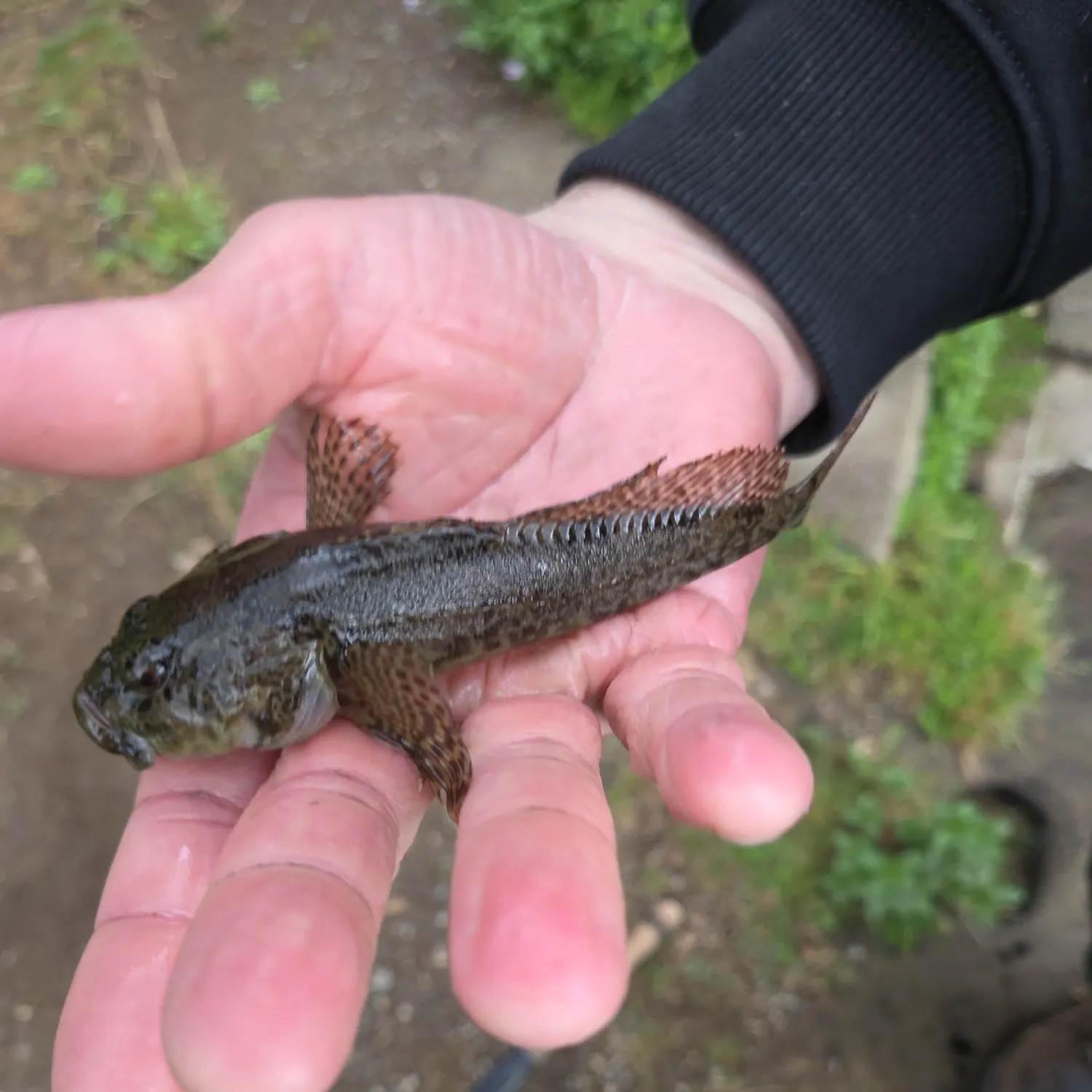 Prickly sculpin caught on Fishbrain