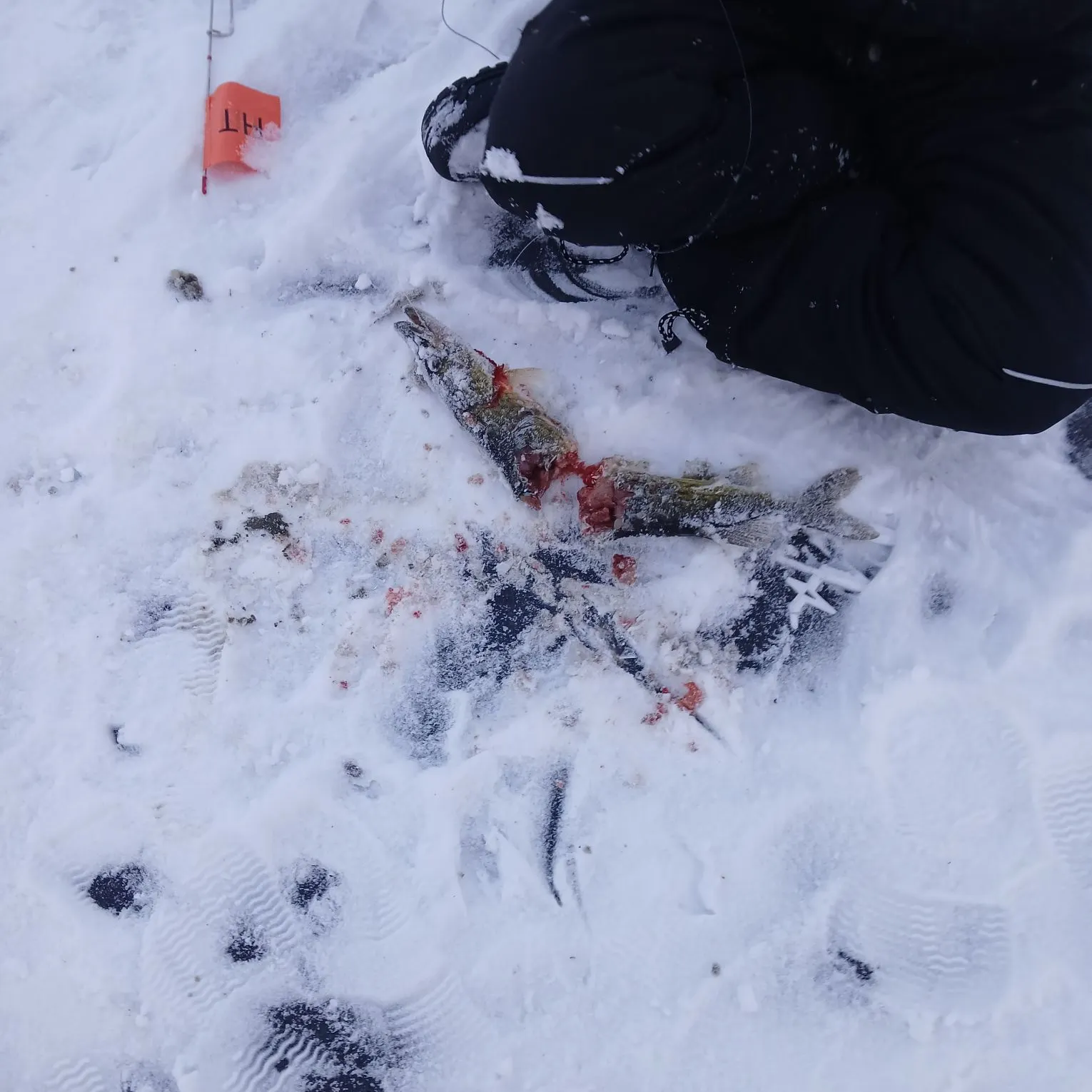 The most recent Chain pickerel catches on Fishbrain