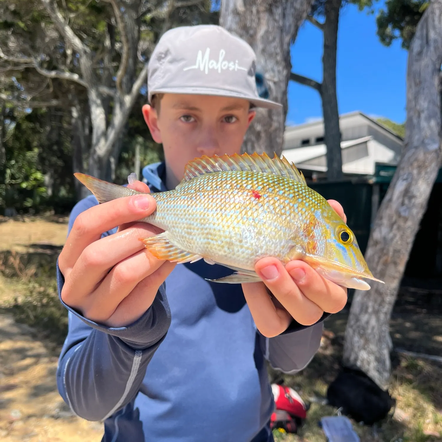 The most recent Spangled emperor catches on Fishbrain