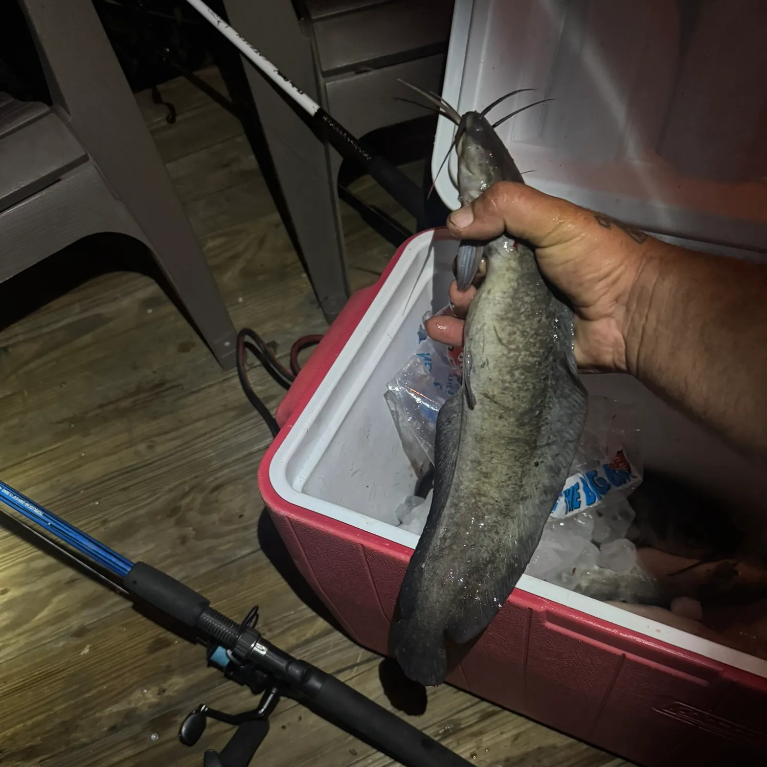 The most recent Walking catfish catches on Fishbrain