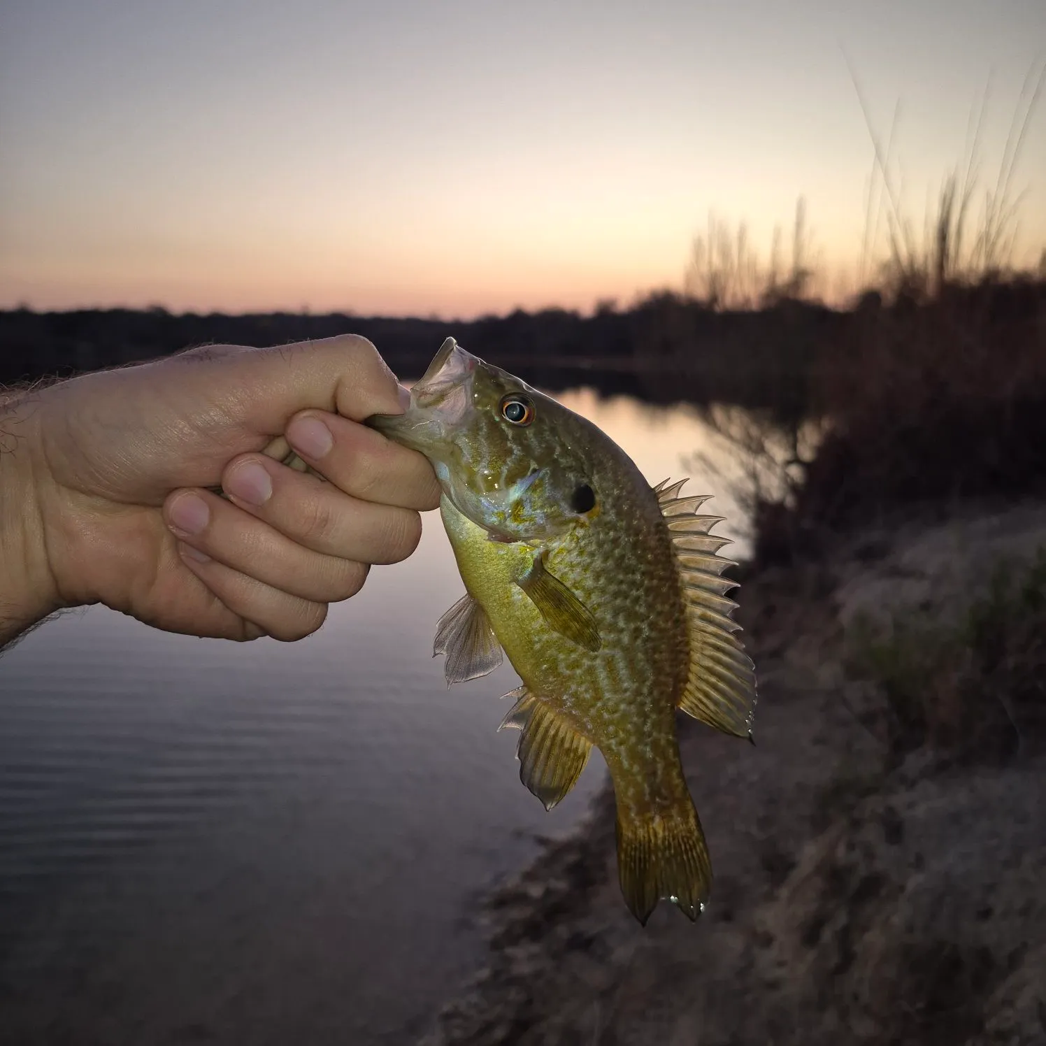 The most recent Warmouth catches on Fishbrain