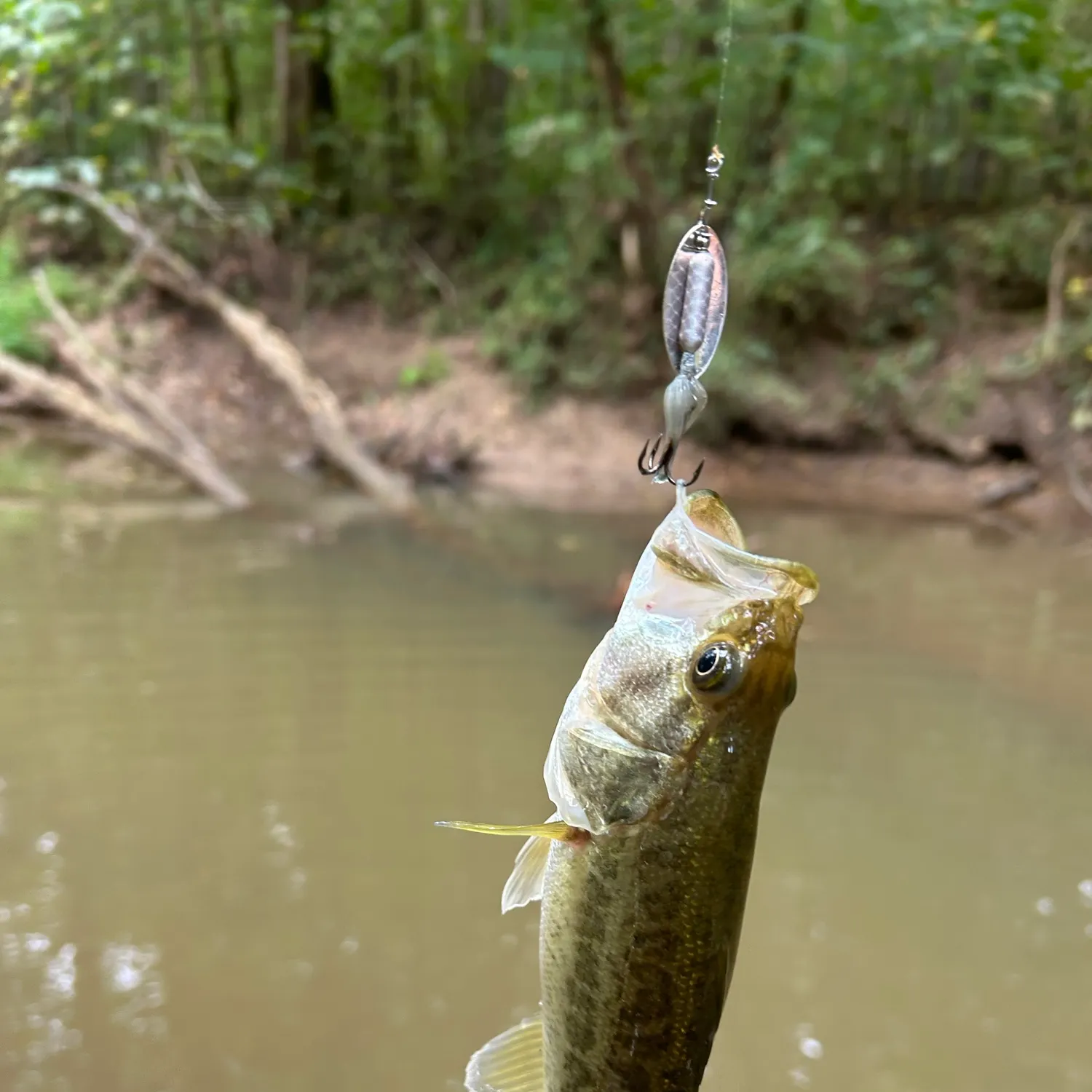 Spotted bass caught on Fishbrain