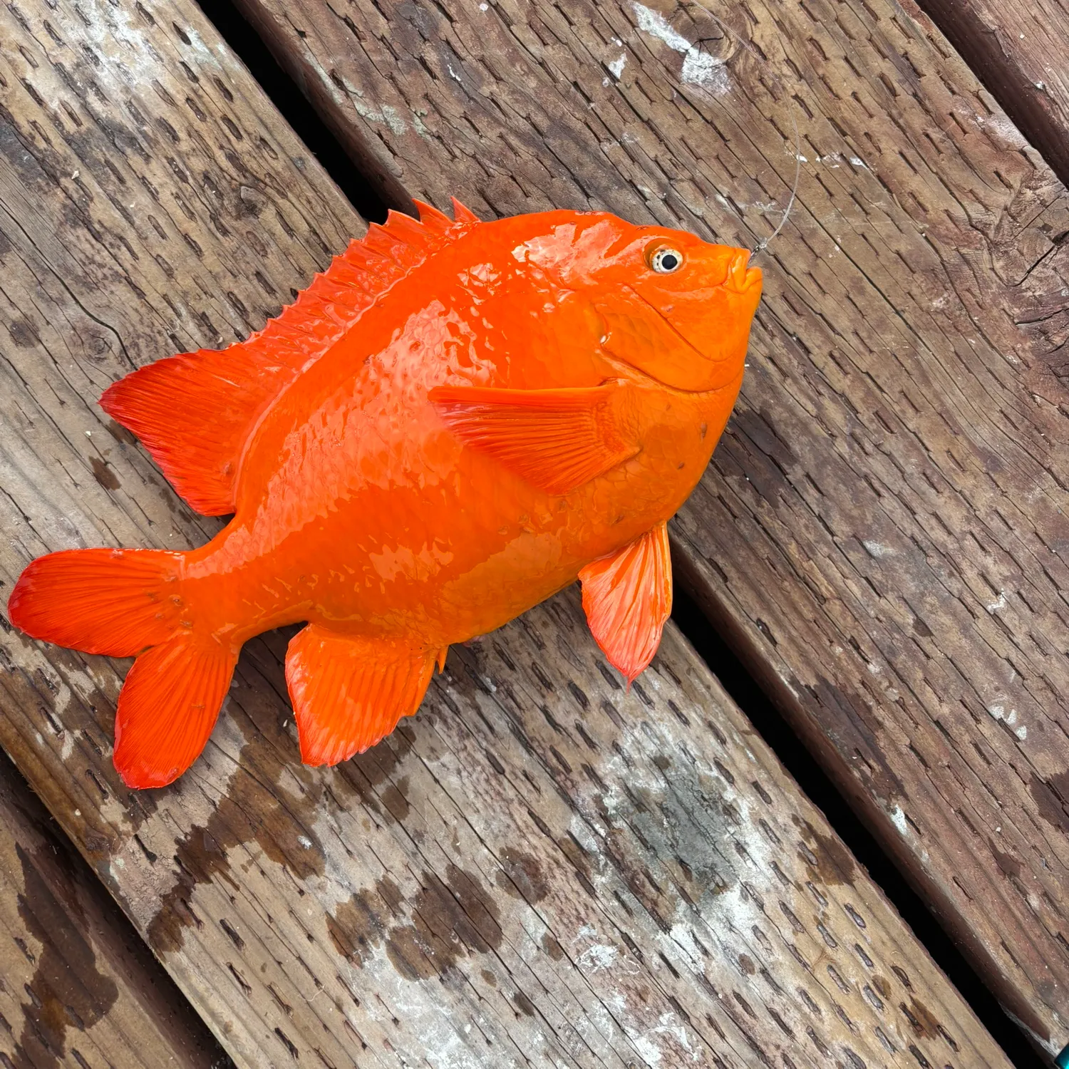The most recent Garibaldi damselfish catches on Fishbrain