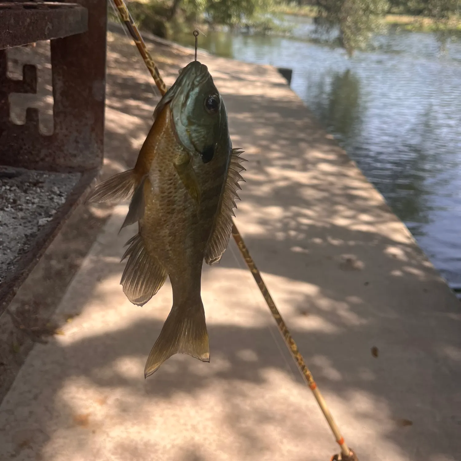 Bluegill caught on Fishbrain