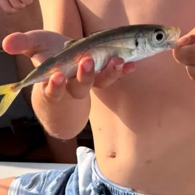 Atlantic mackerel caught on Fishbrain