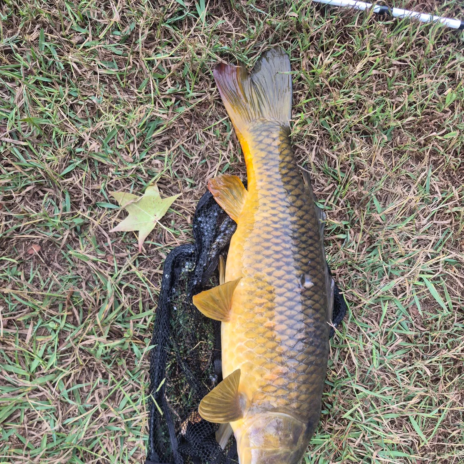 Common carp caught on Fishbrain