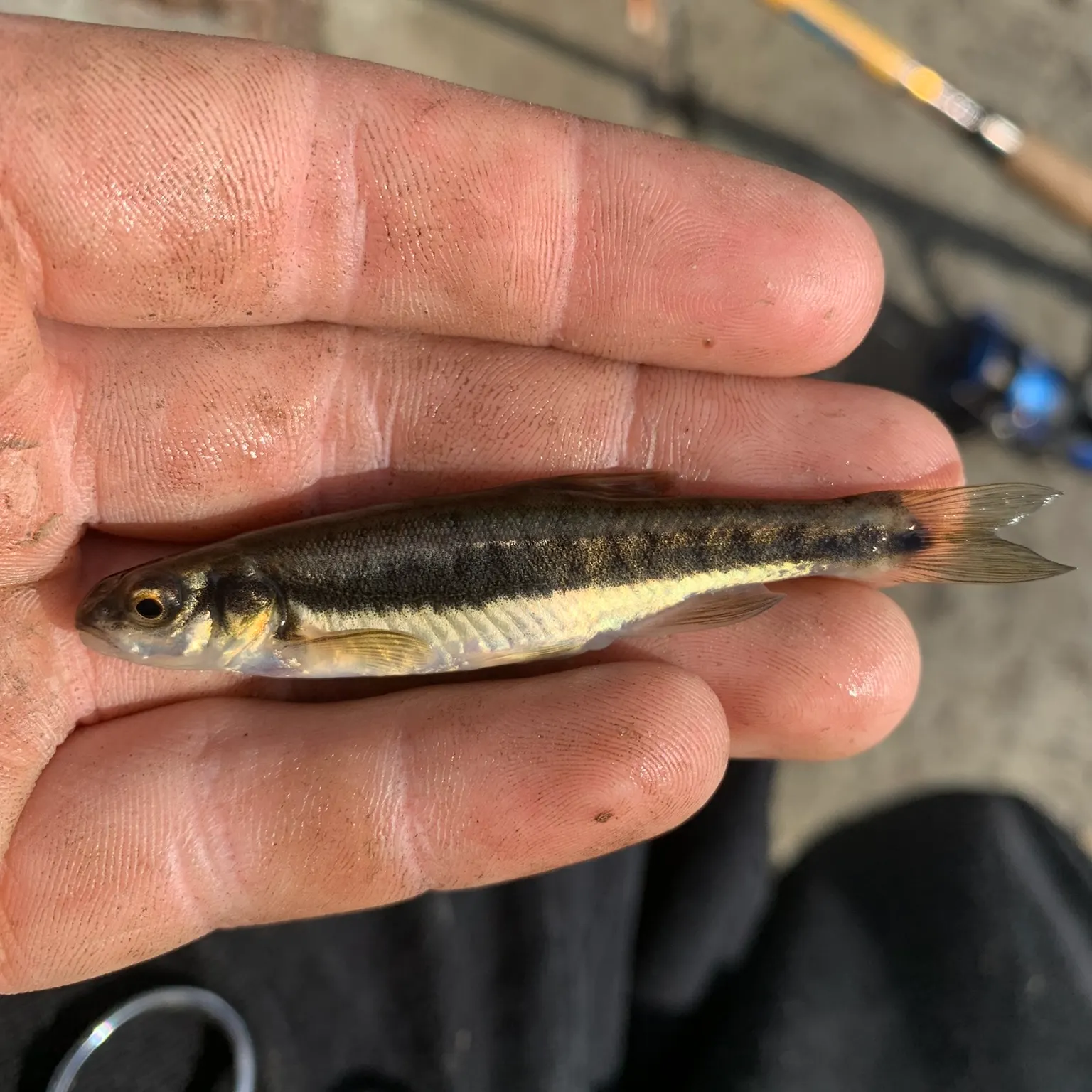 The most recent Eurasian minnow catches on Fishbrain