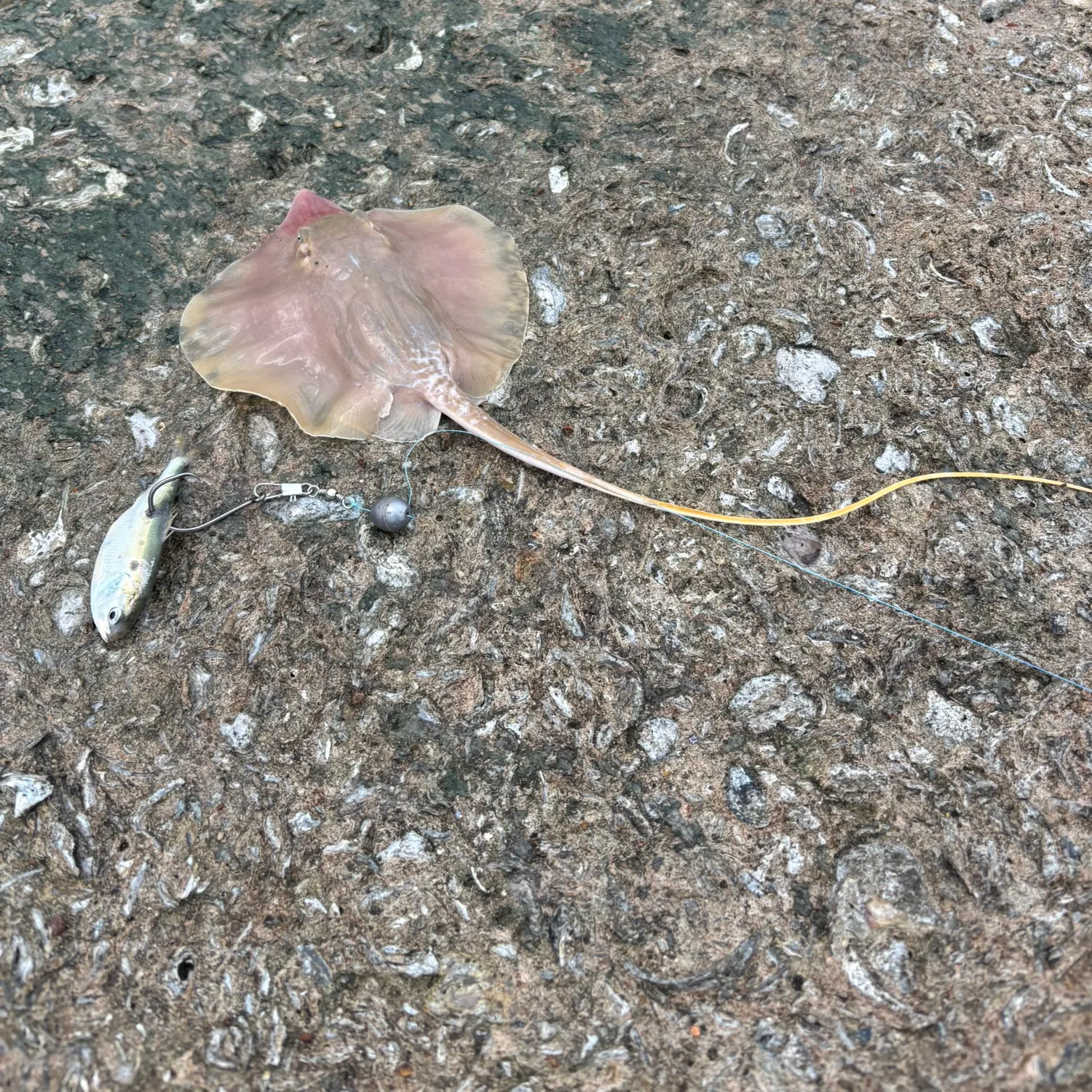 The most recent Atlantic stingray catches on Fishbrain