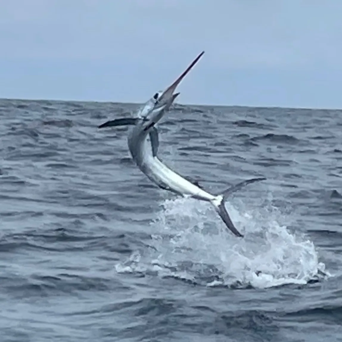 The most recent Atlantic white marlin catches on Fishbrain