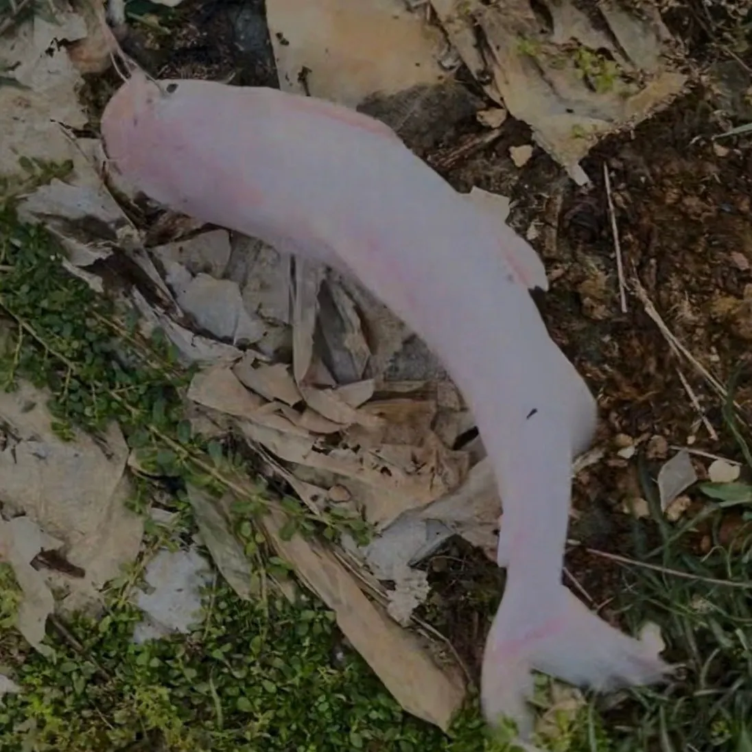 Blue catfish caught on Fishbrain