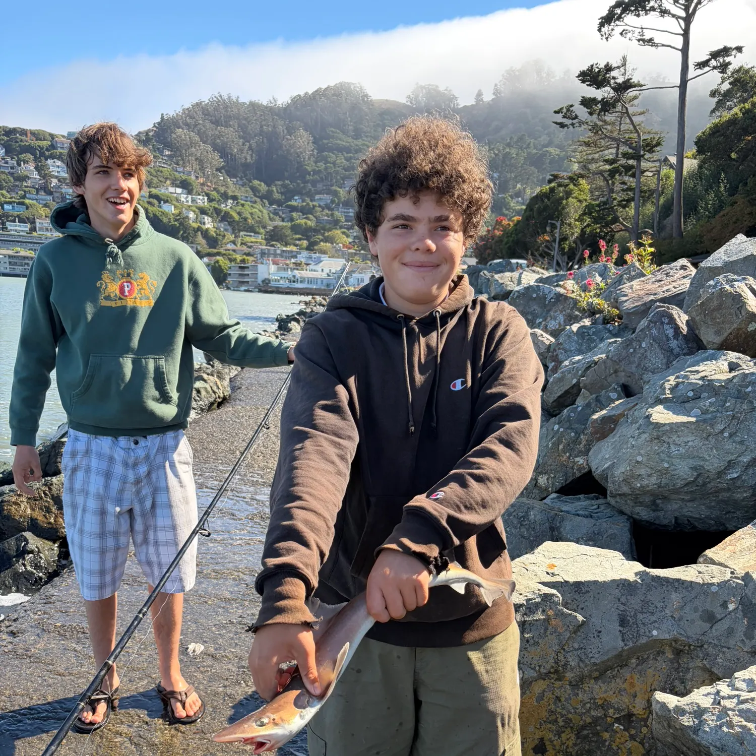 The most recent Brown smooth-hound catches on Fishbrain