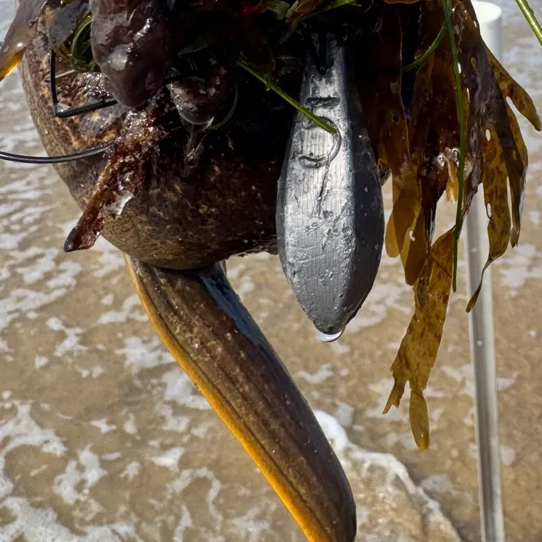 The most recent California moray catches on Fishbrain