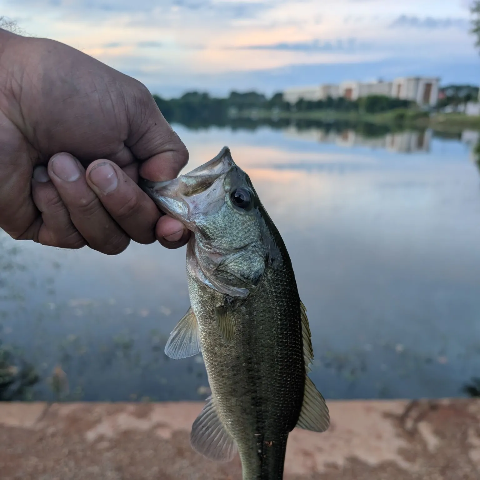 Largemouth bass caught on Fishbrain