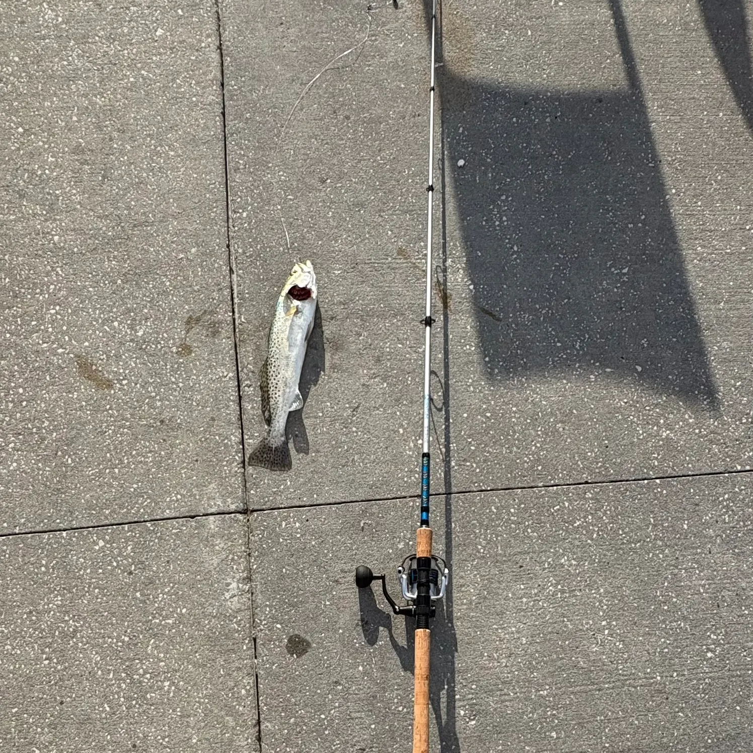 Spotted seatrout caught on Fishbrain