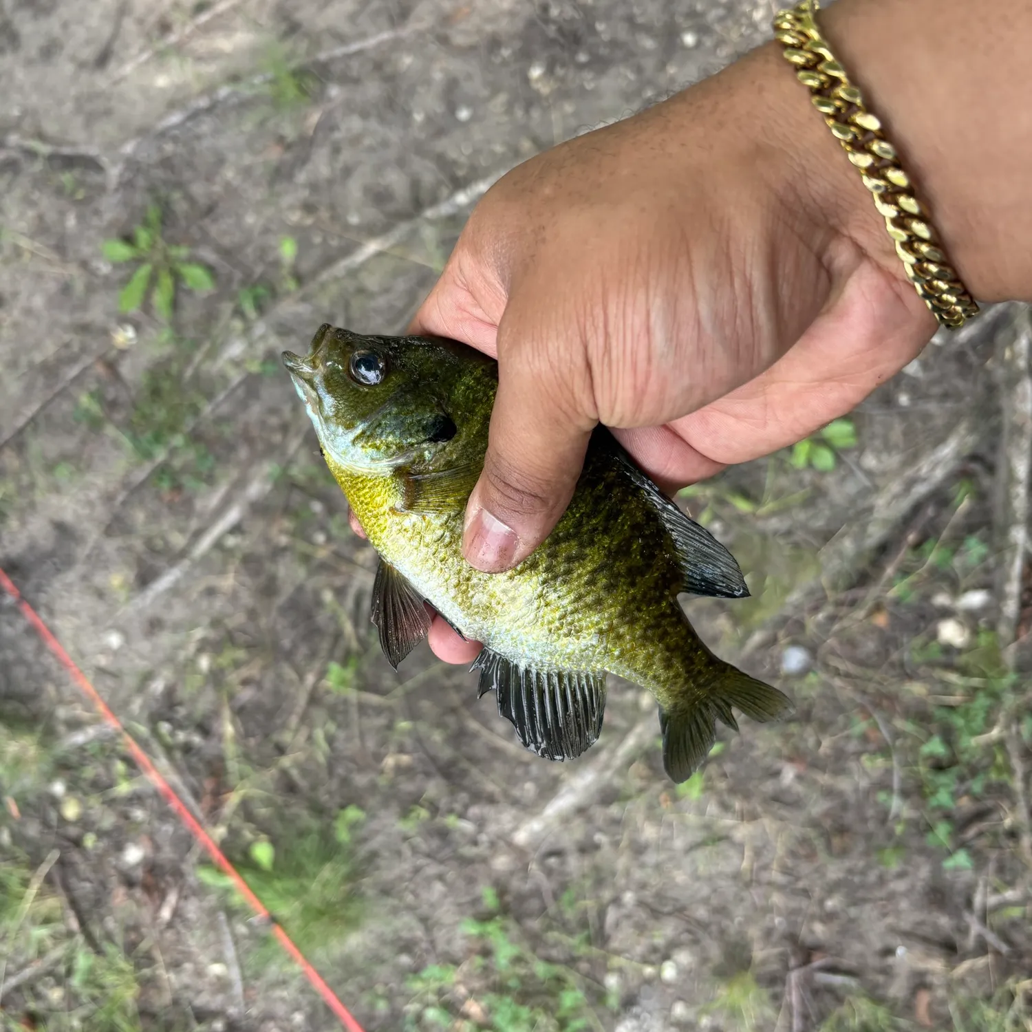 Bluegill caught on Fishbrain