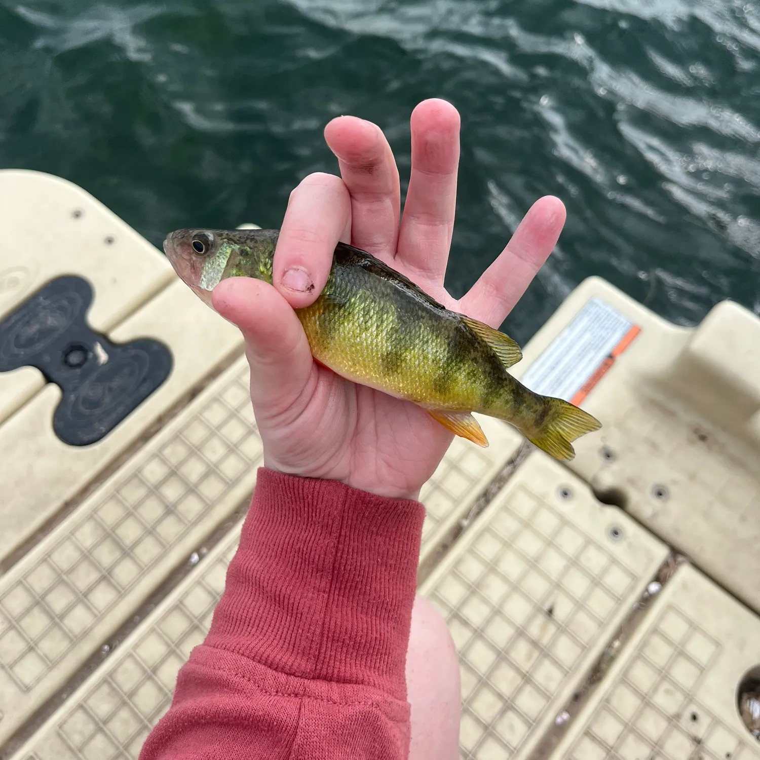 Yellow perch caught on Fishbrain