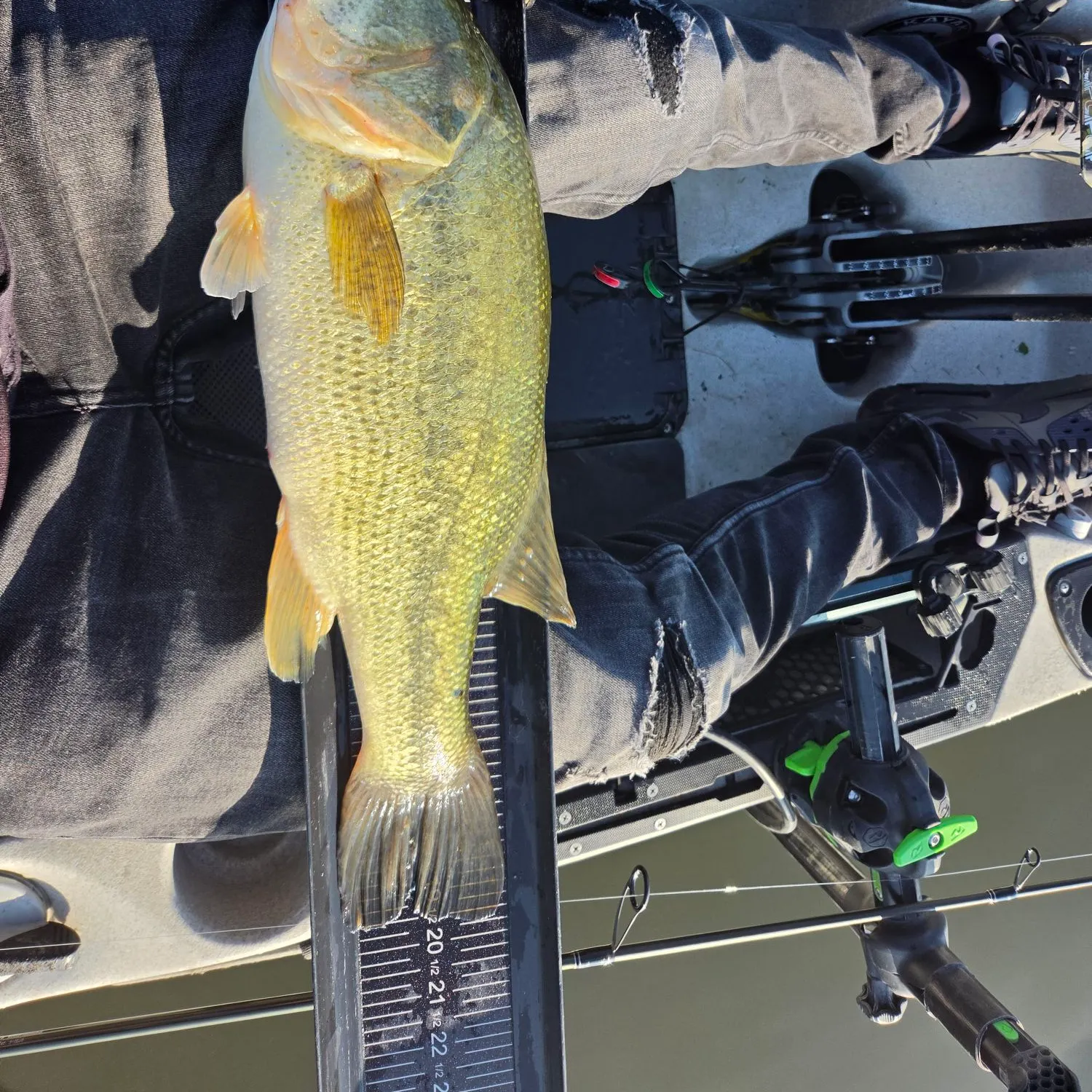 Largemouth bass caught on Fishbrain