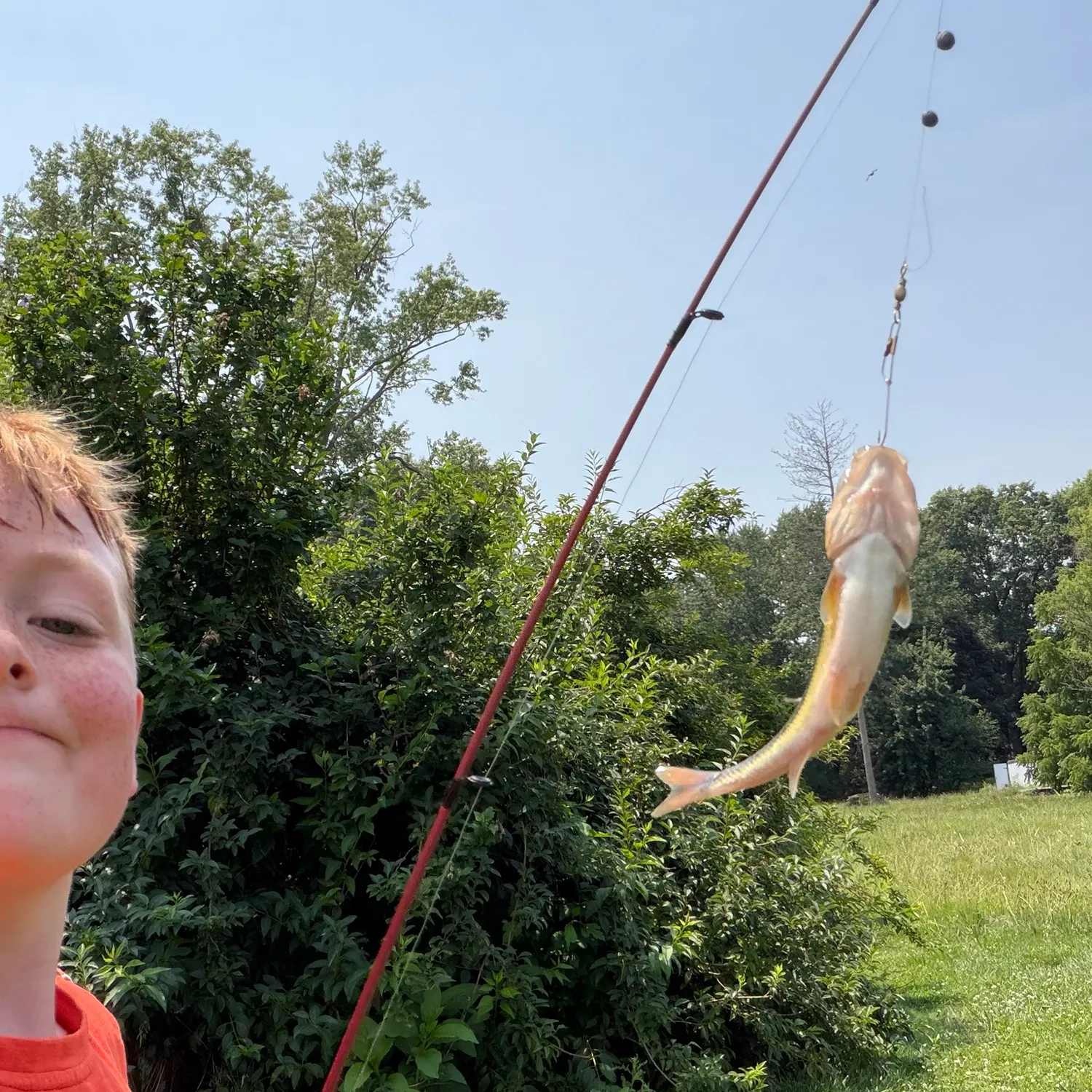 The most recent Creek chub catches on Fishbrain