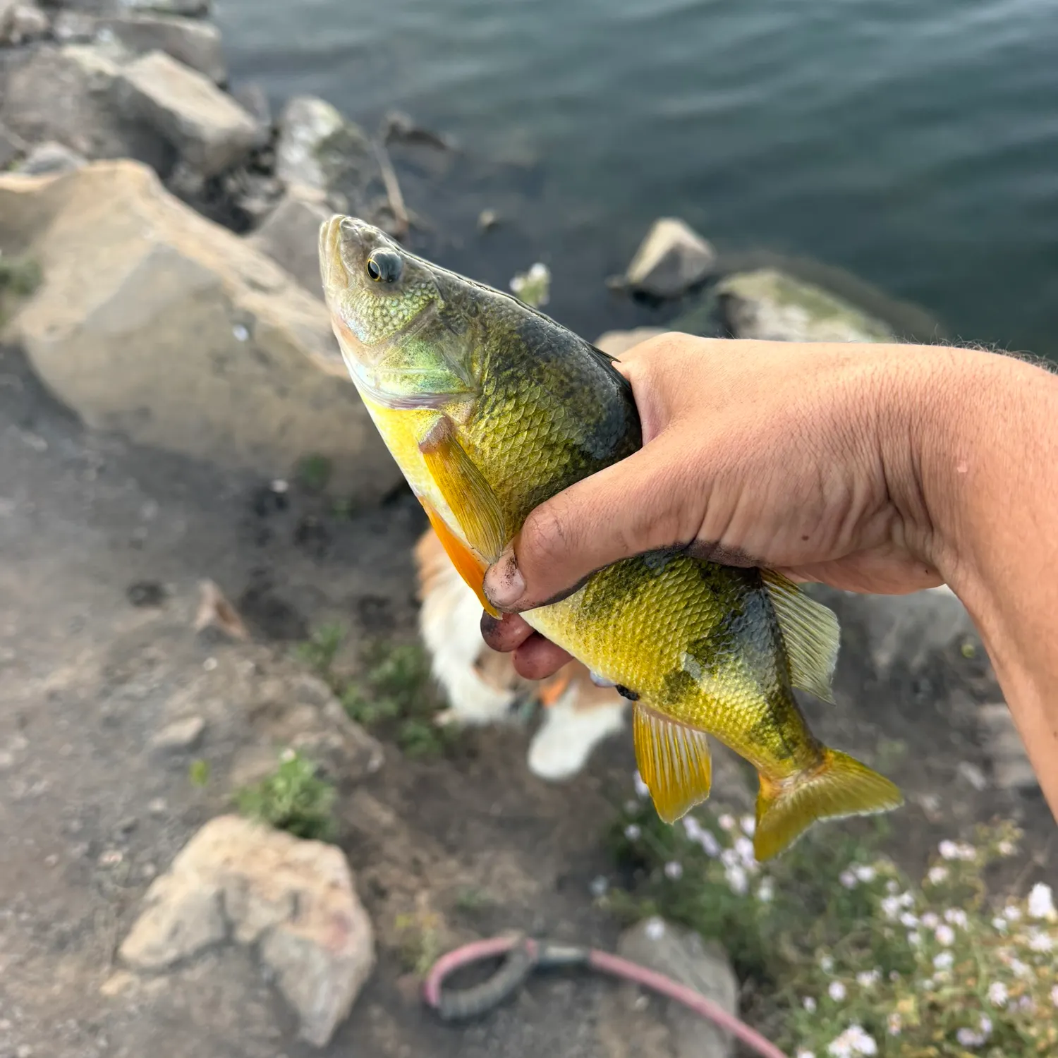 Yellow perch caught on Fishbrain