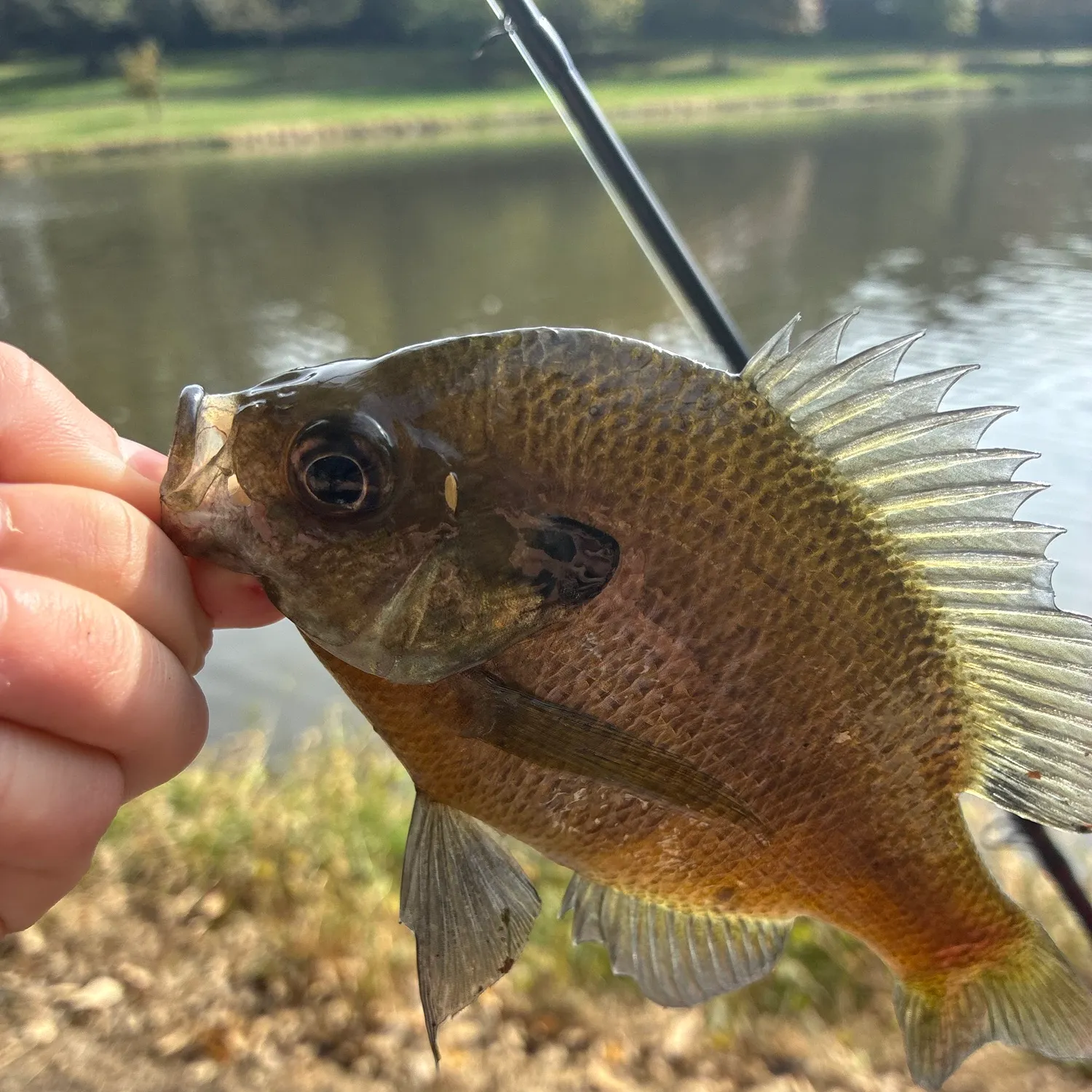 Bluegill caught on Fishbrain