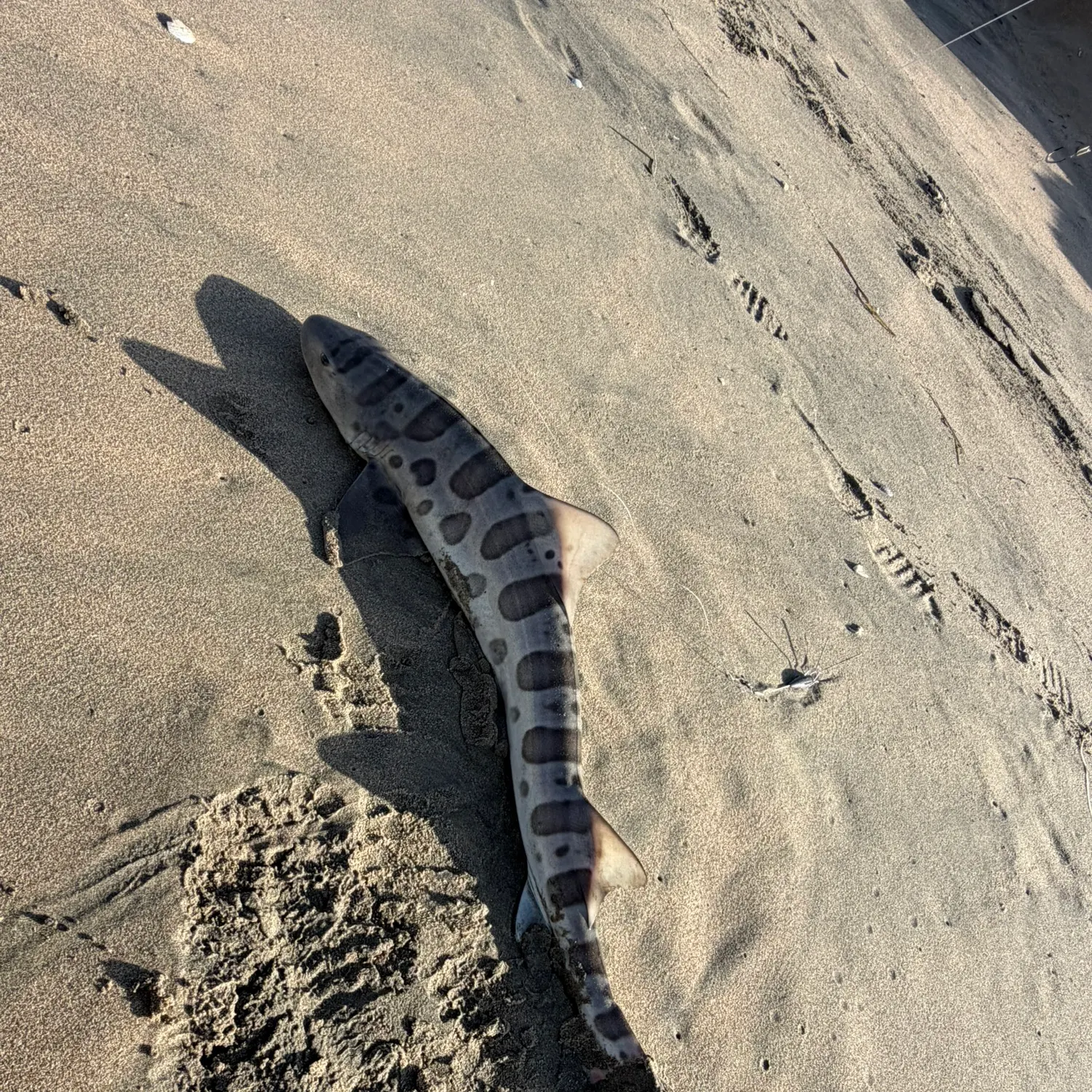 Leopard shark caught on Fishbrain