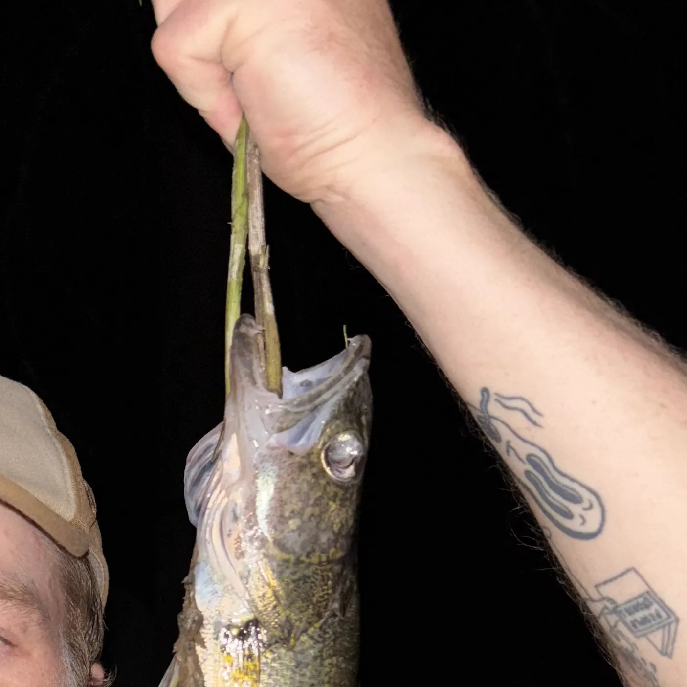 Walleye caught on Fishbrain