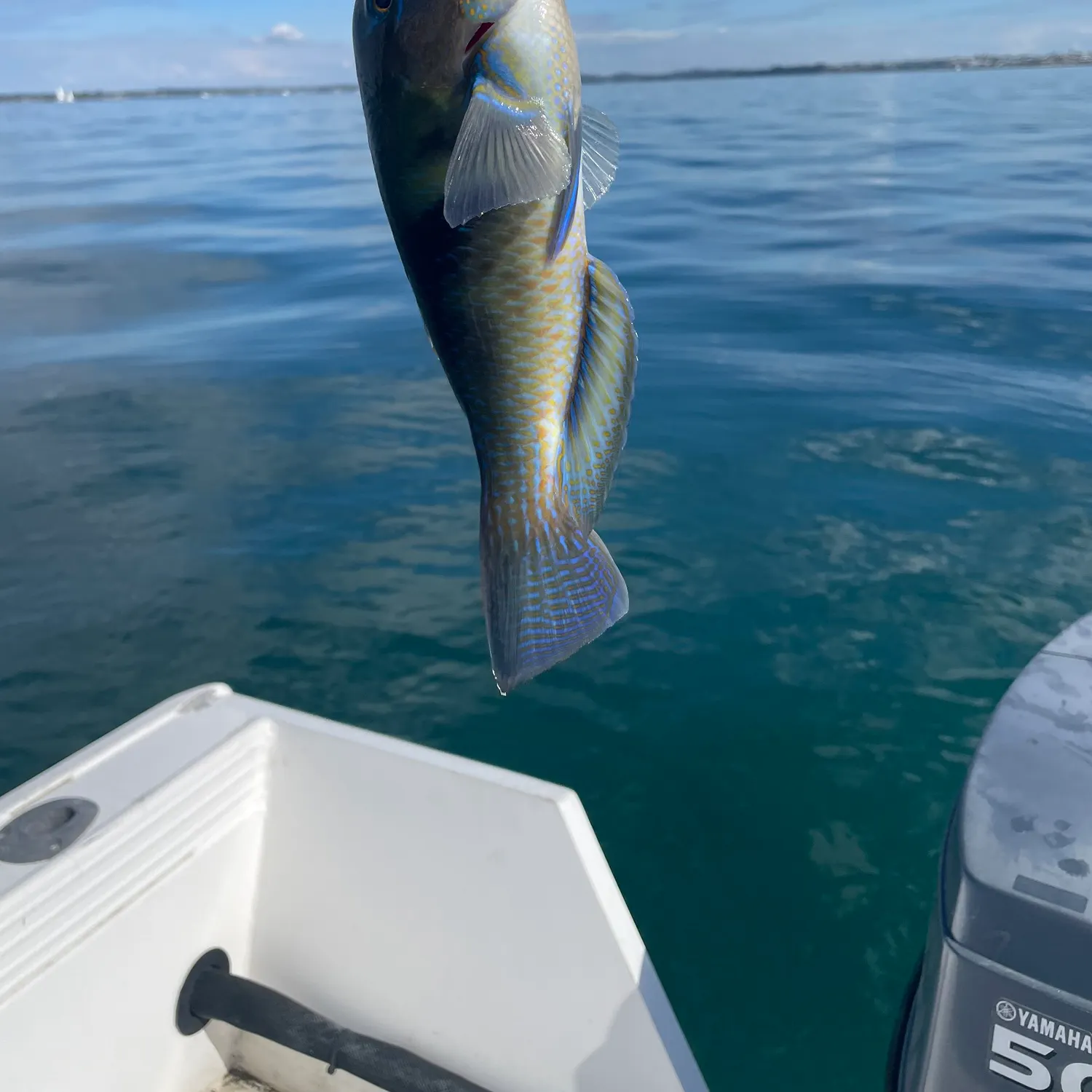 The most recent Common parrotfish catches on Fishbrain