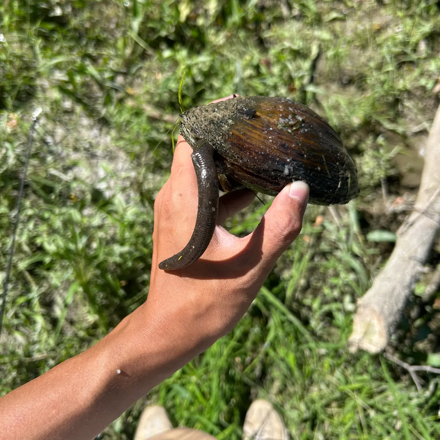 The most recent Giant floater catches on Fishbrain