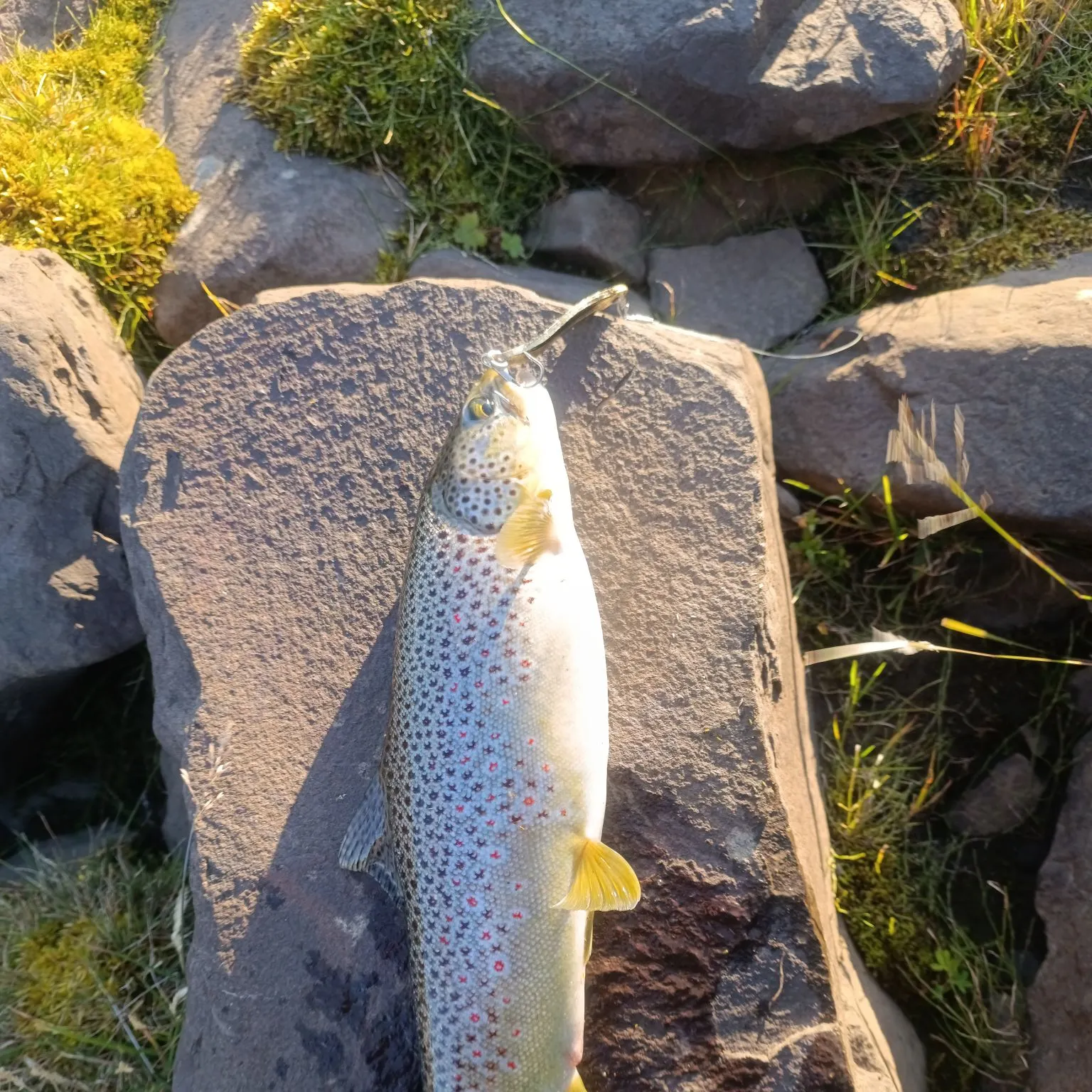 Brown trout caught on Fishbrain