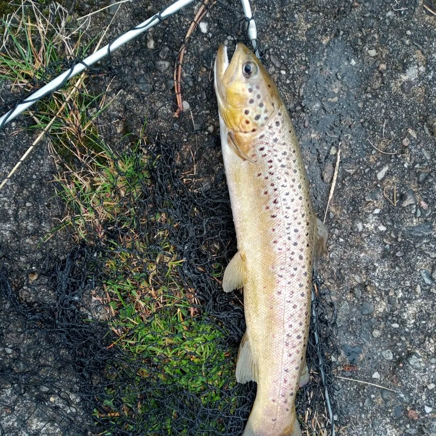 angler catch