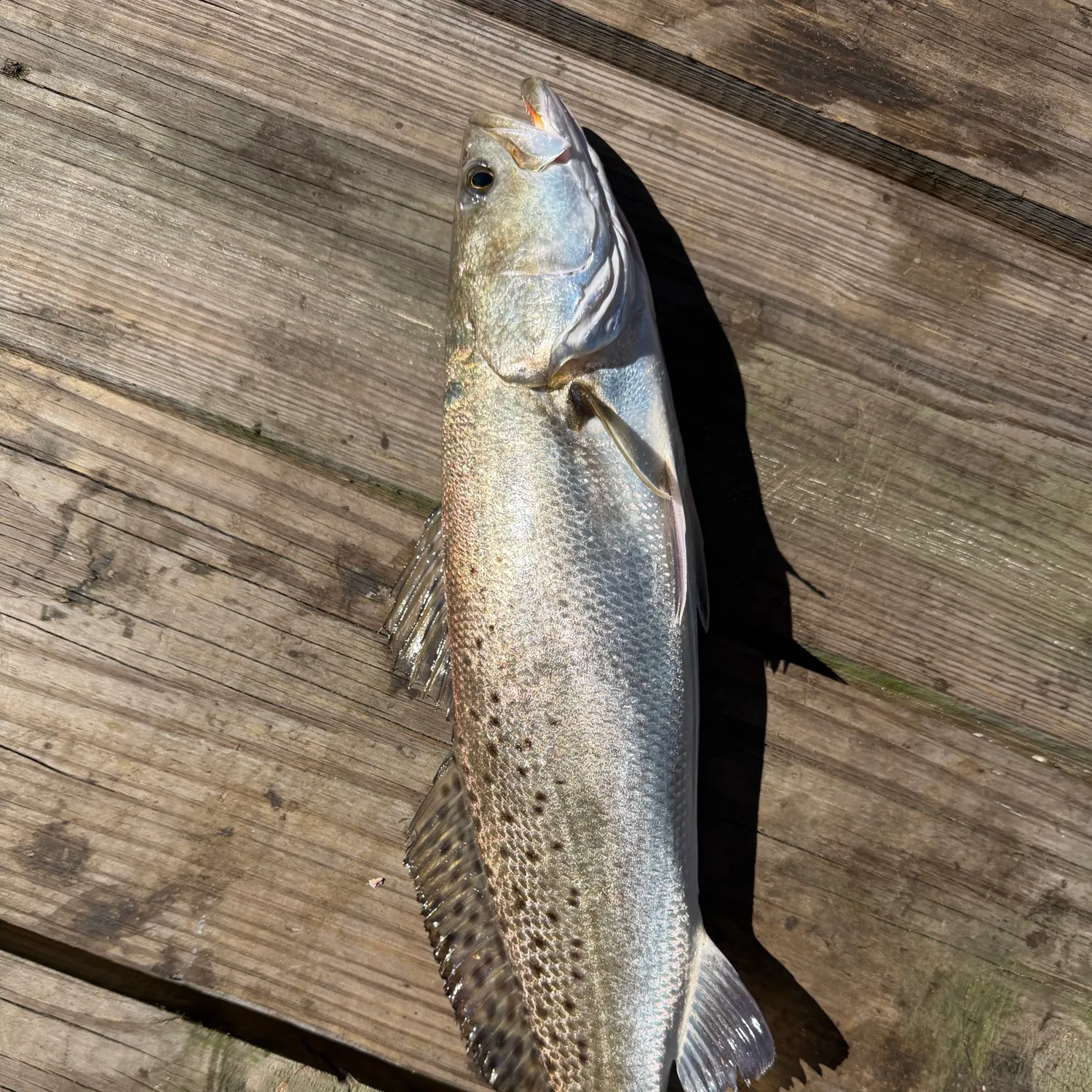Spotted seatrout caught on Fishbrain