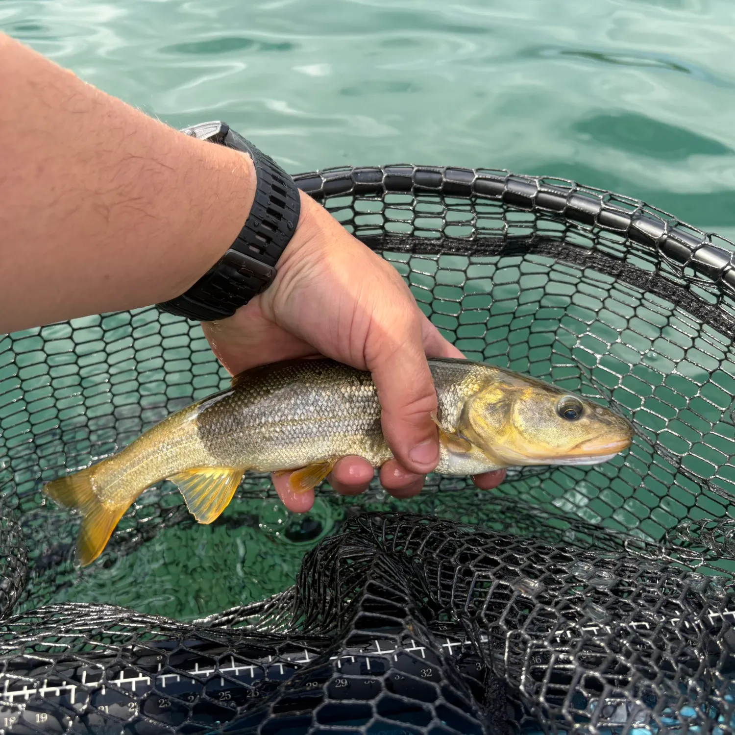 Peamouth caught on Fishbrain