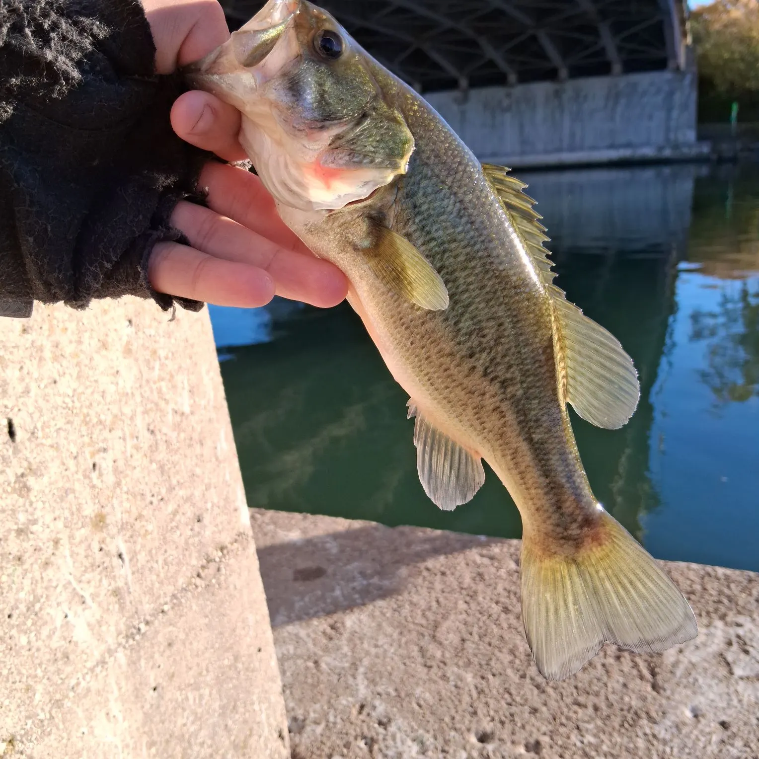 Largemouth bass caught on Fishbrain