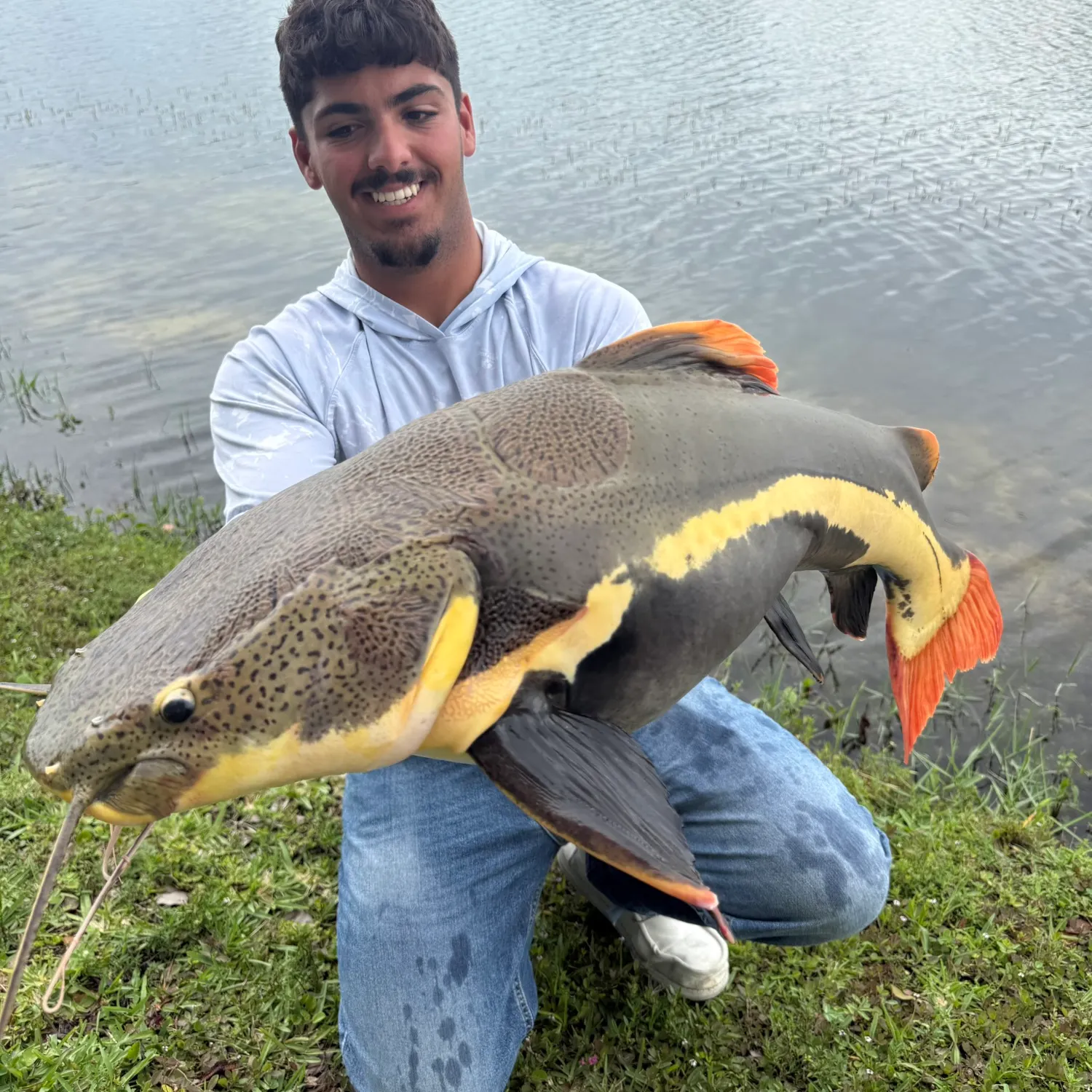 The most recent Redtail catfish catches on Fishbrain