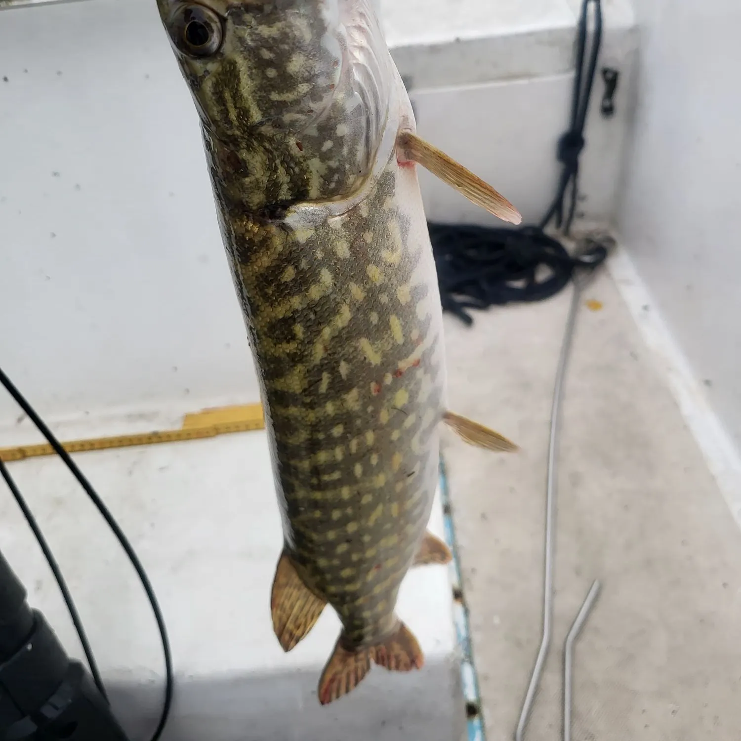 Northern pike caught on Fishbrain