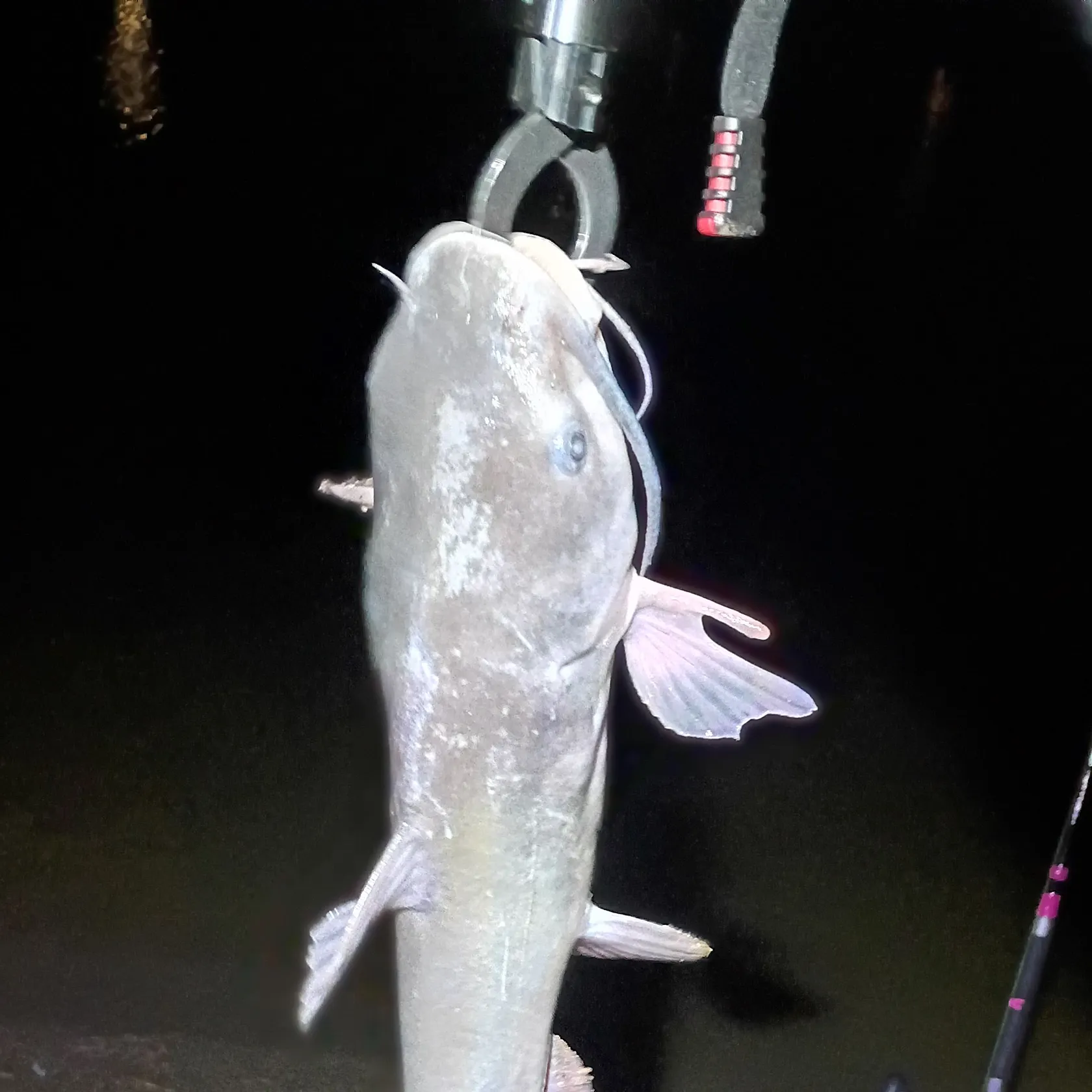 Channel catfish caught on Fishbrain