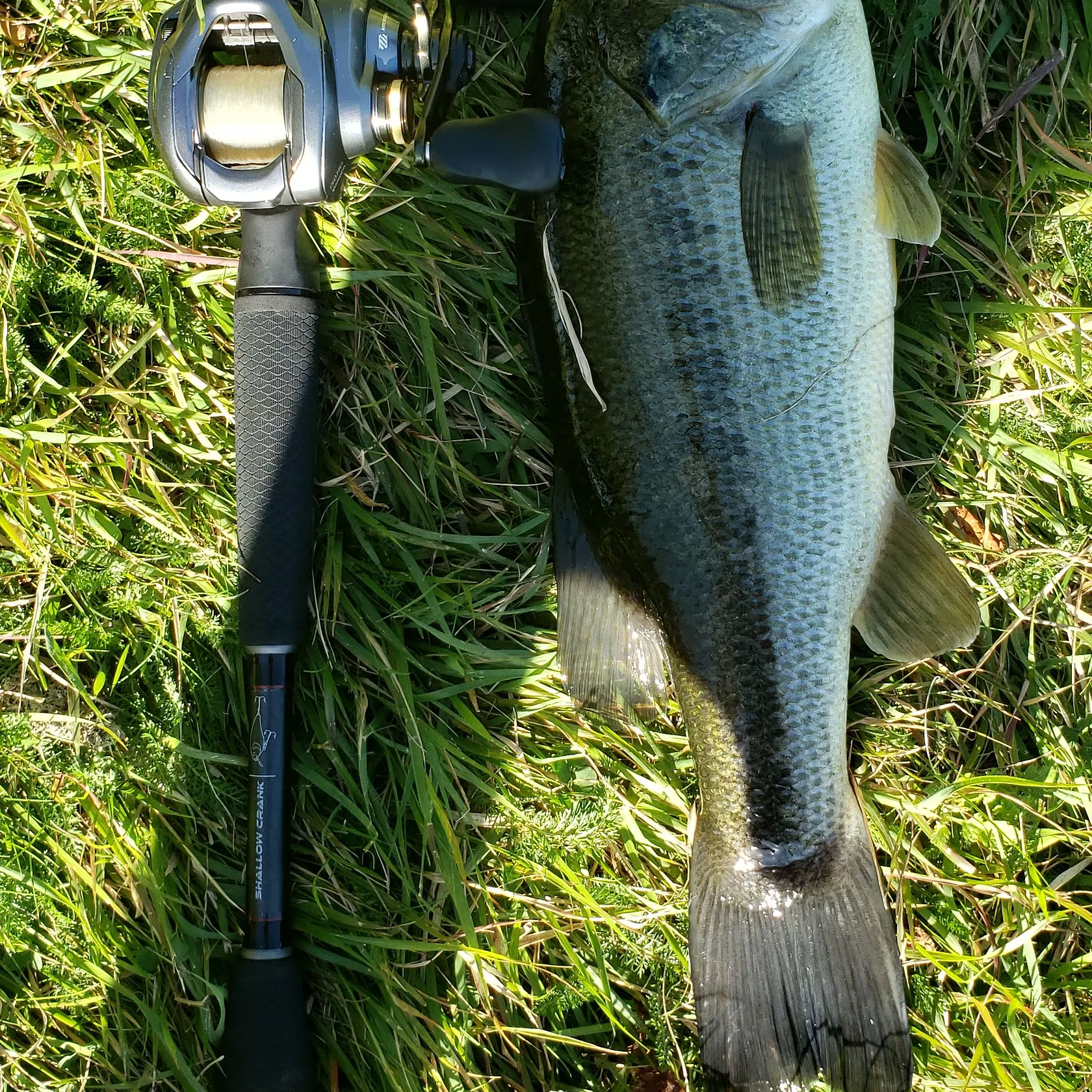 Largemouth bass caught on Fishbrain