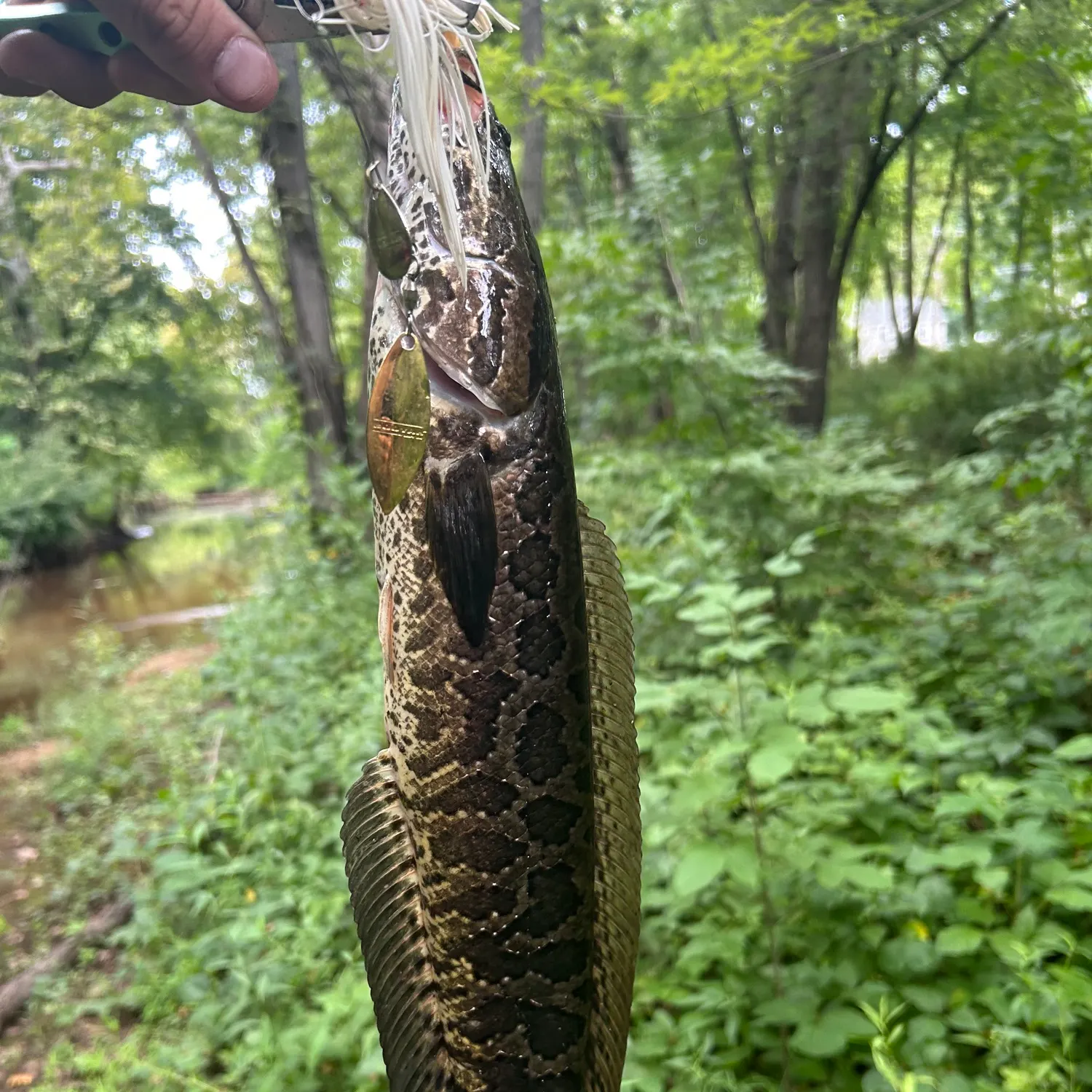 The most recent Northern snakehead catches on Fishbrain