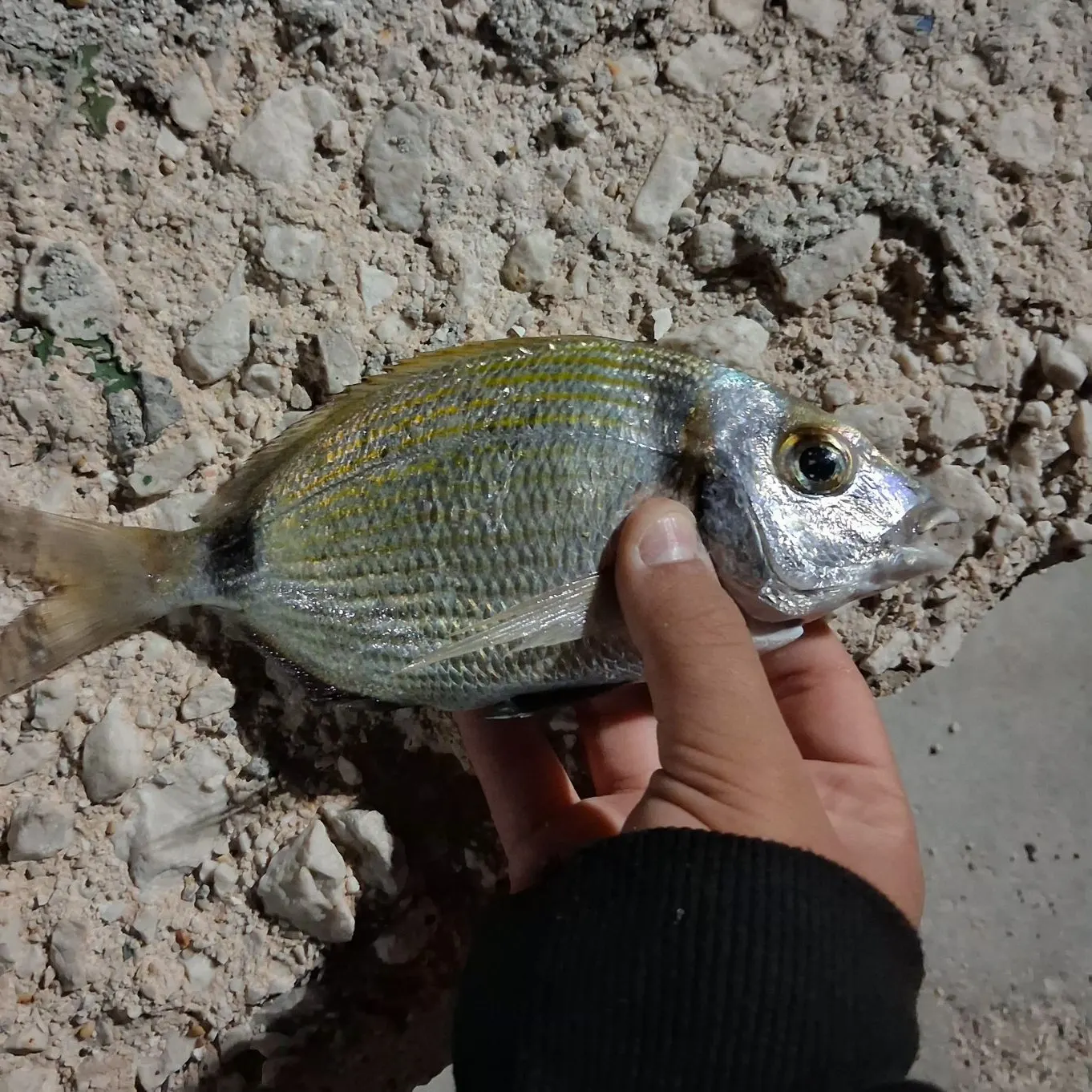 Common two-banded seabream caught on Fishbrain