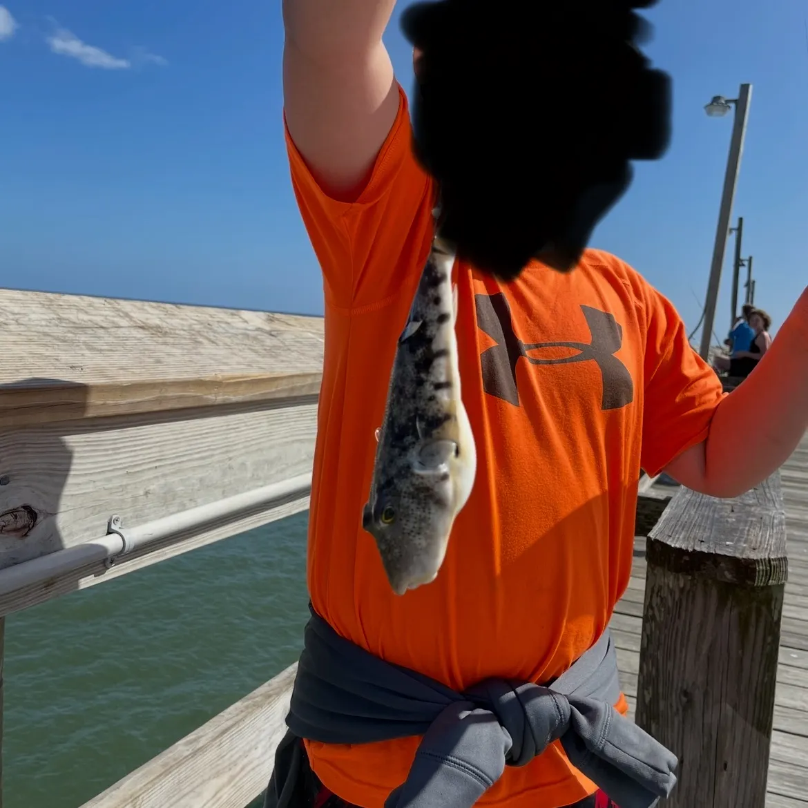 The most recent Northern puffer catches on Fishbrain