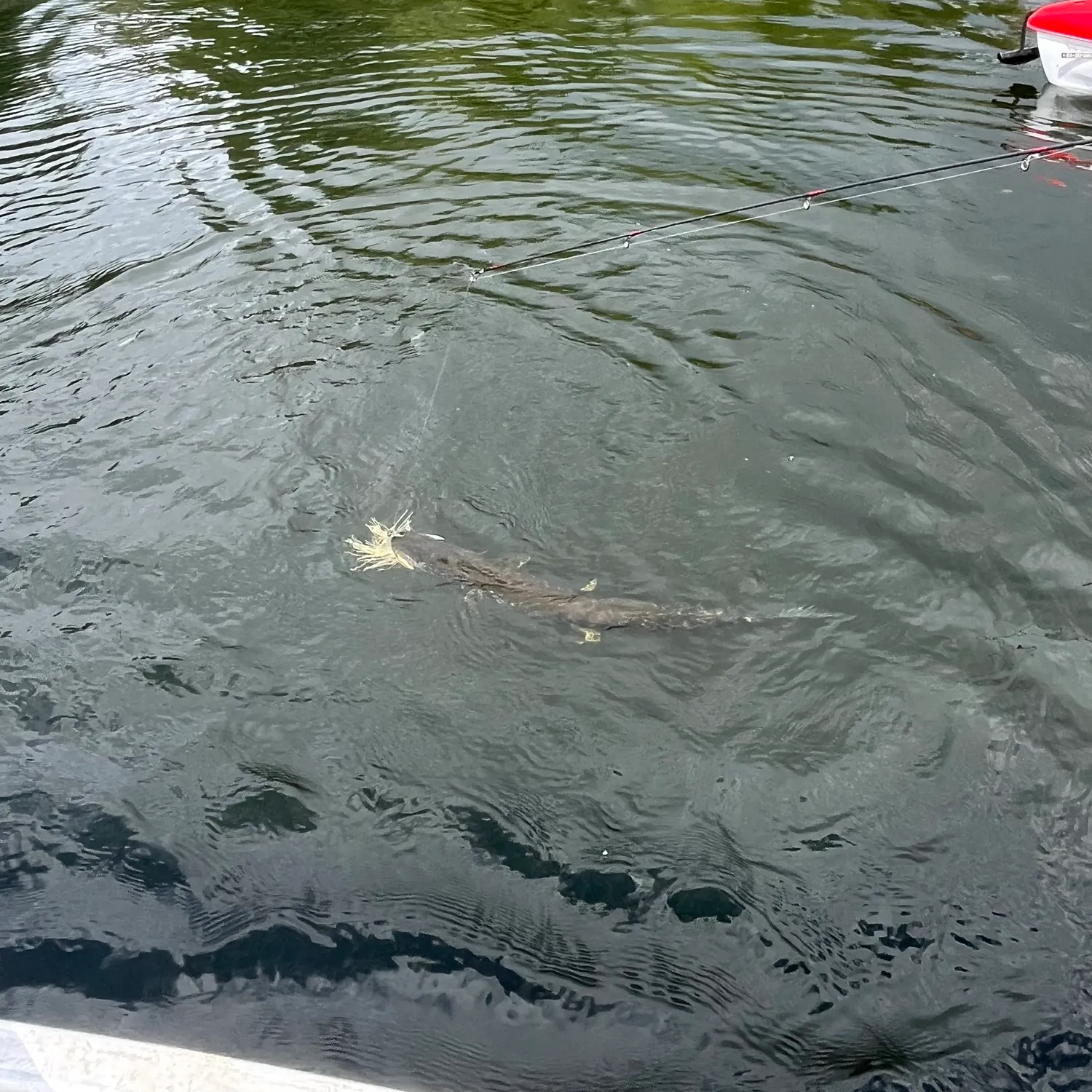 Northern pike caught on Fishbrain