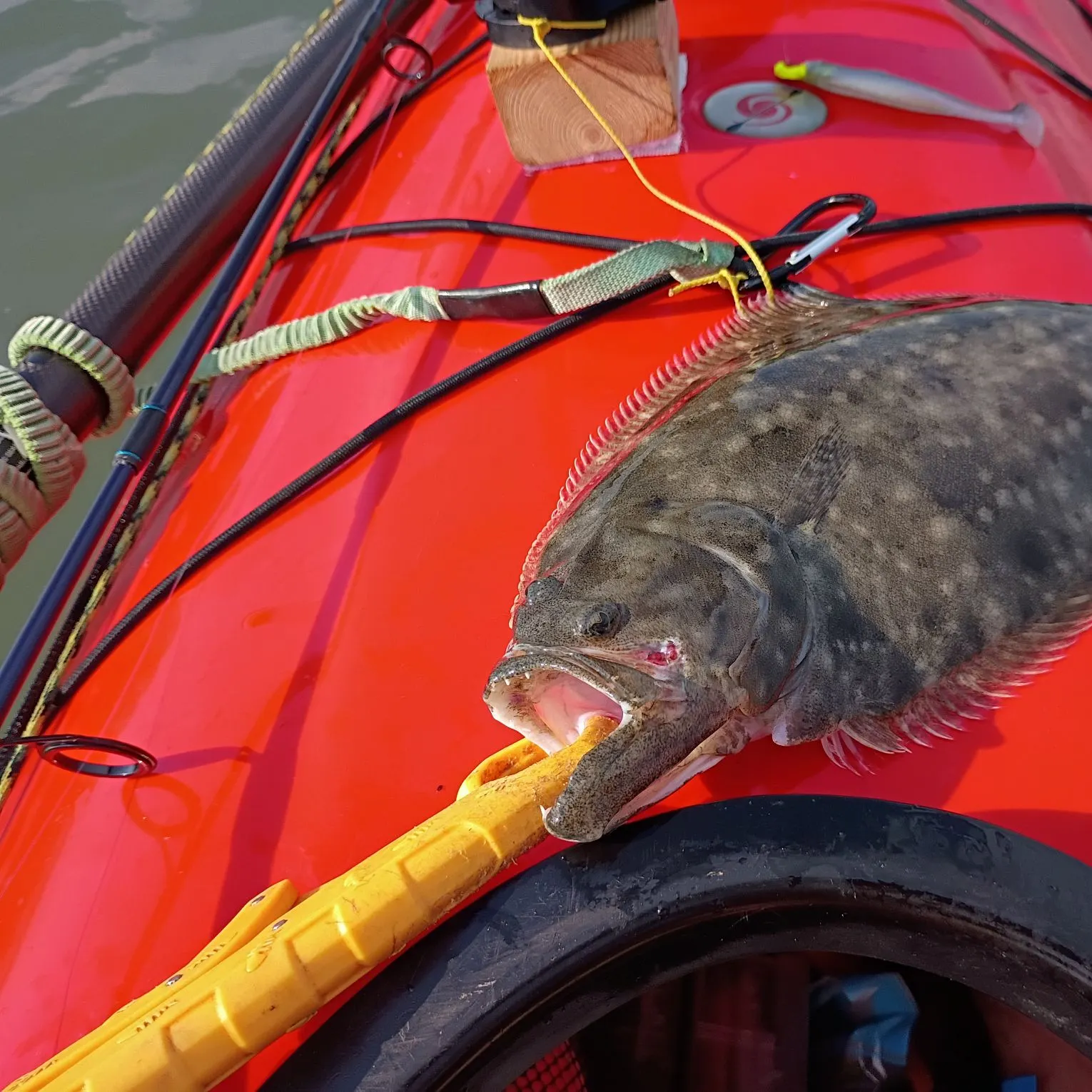 Summer flounder caught on Fishbrain